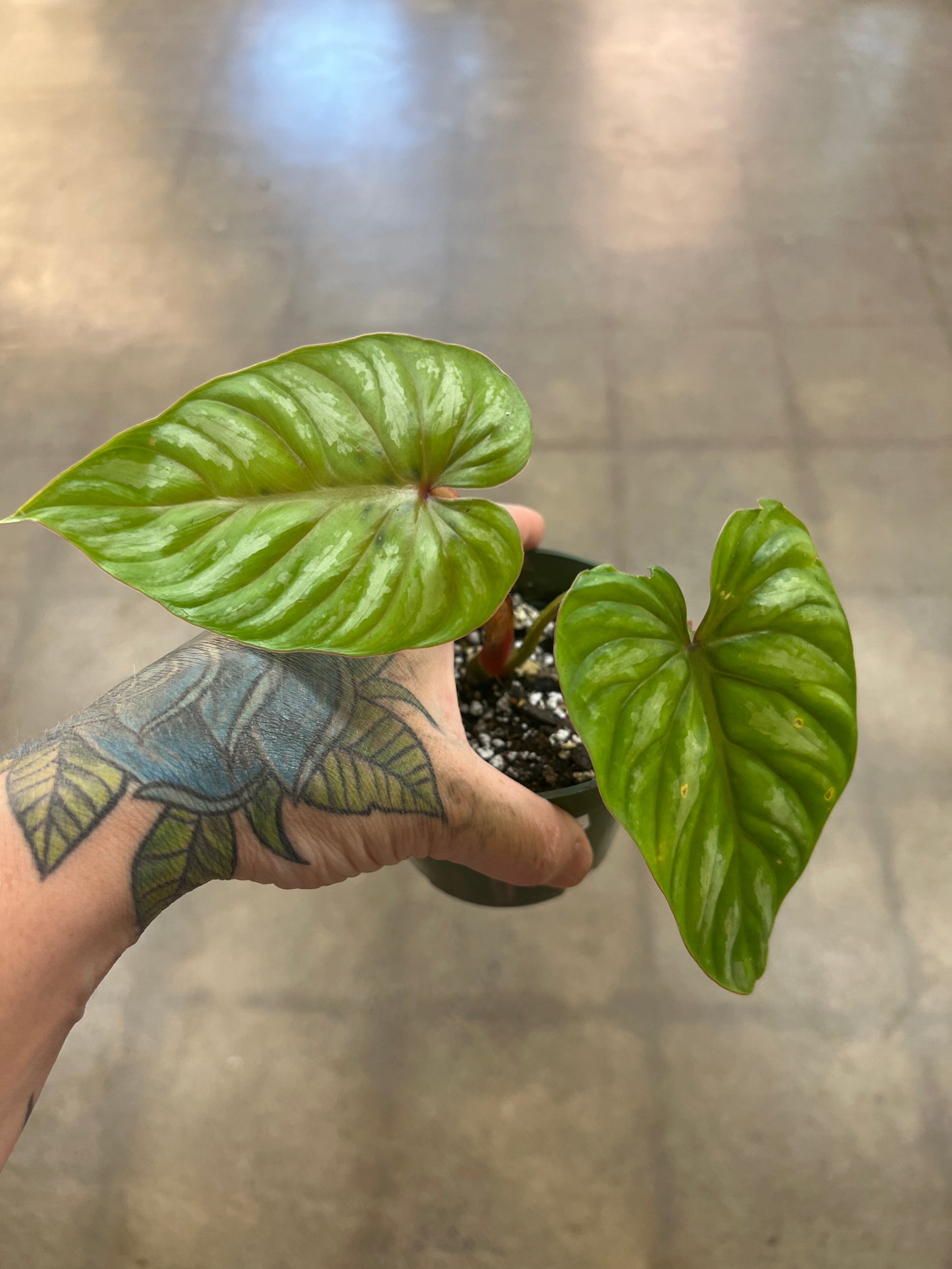 Philodendron Pastazanum Silver