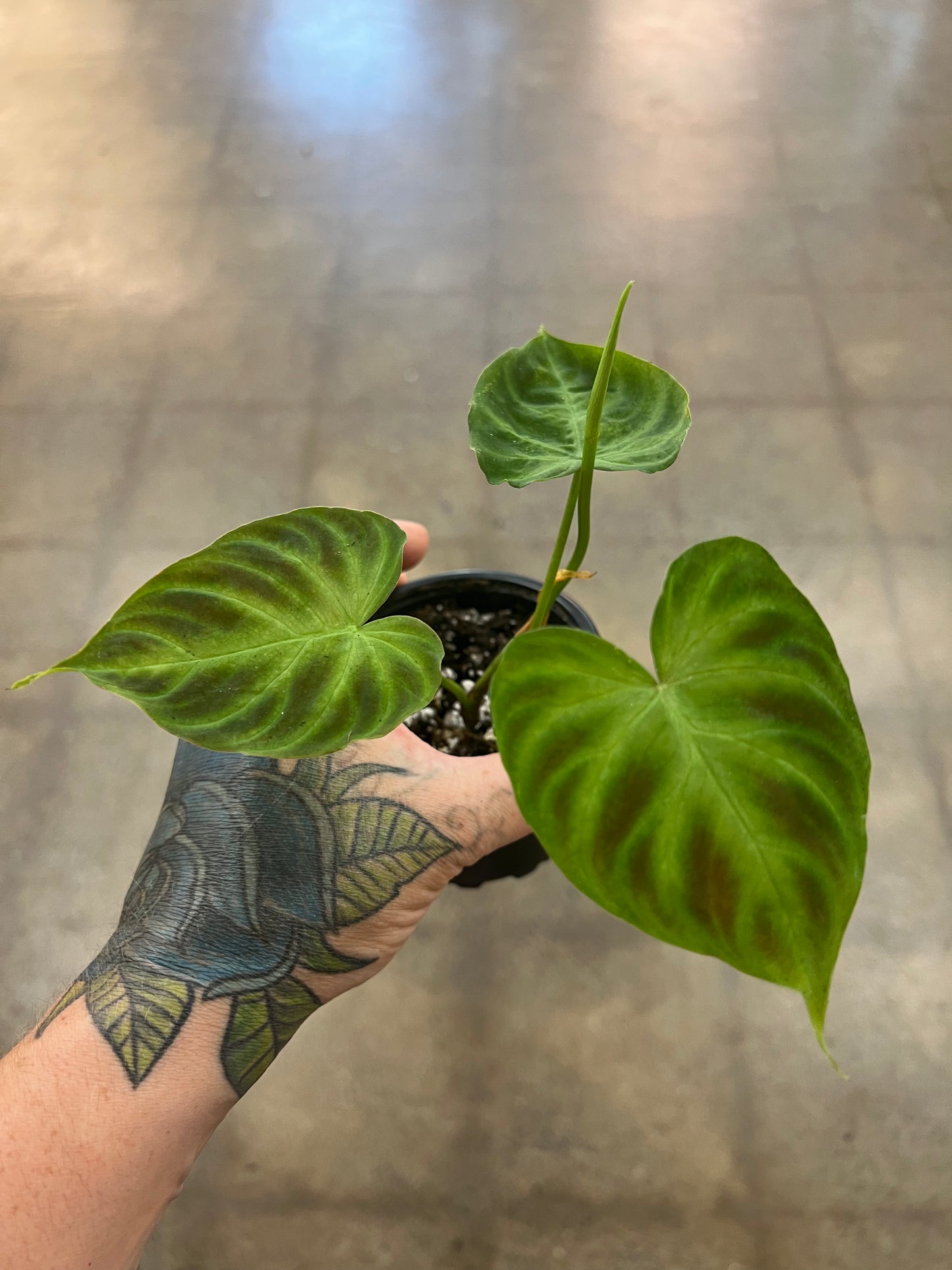 Philodendron Verrucosum