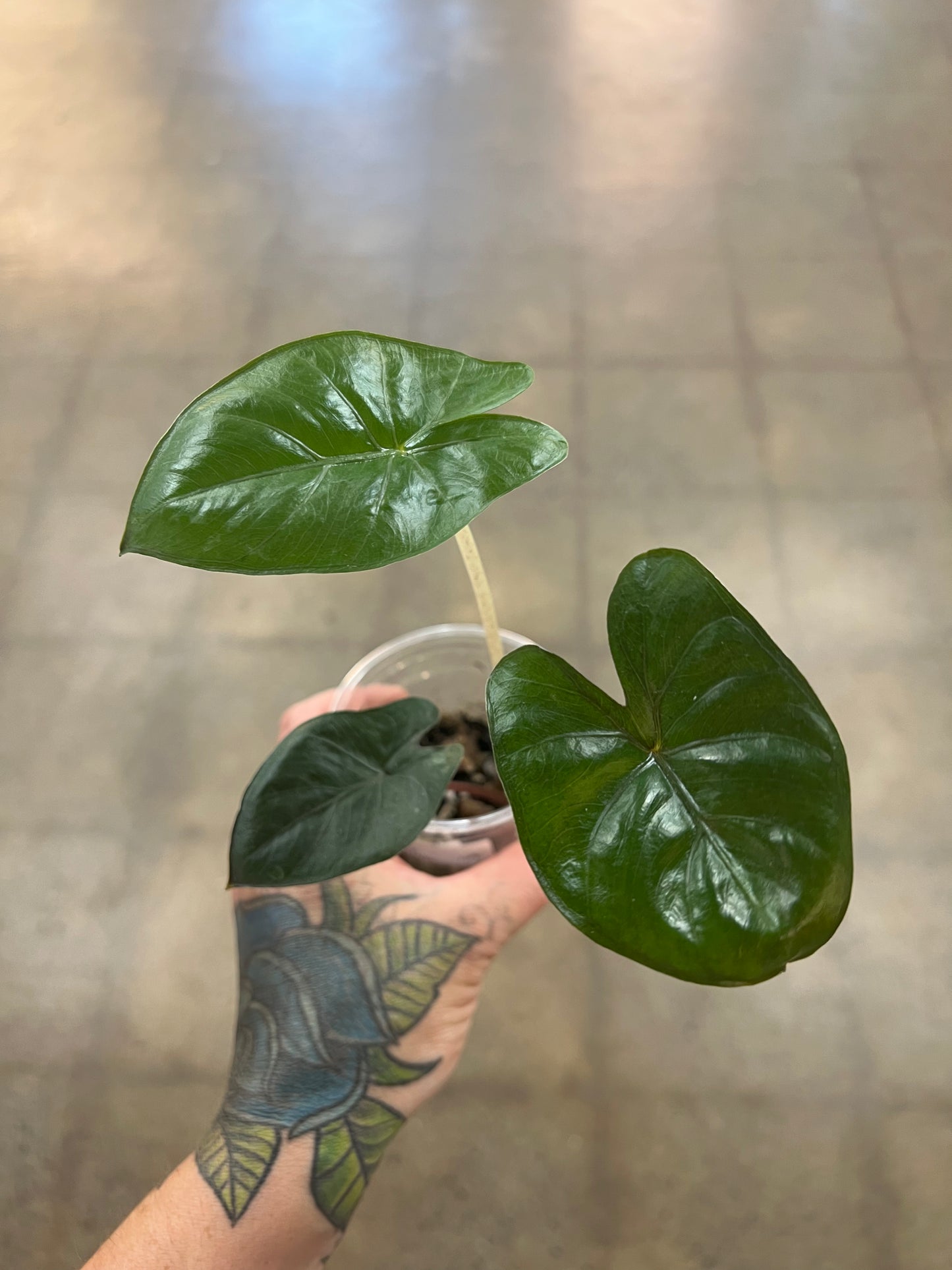 Alocasia Yucatan