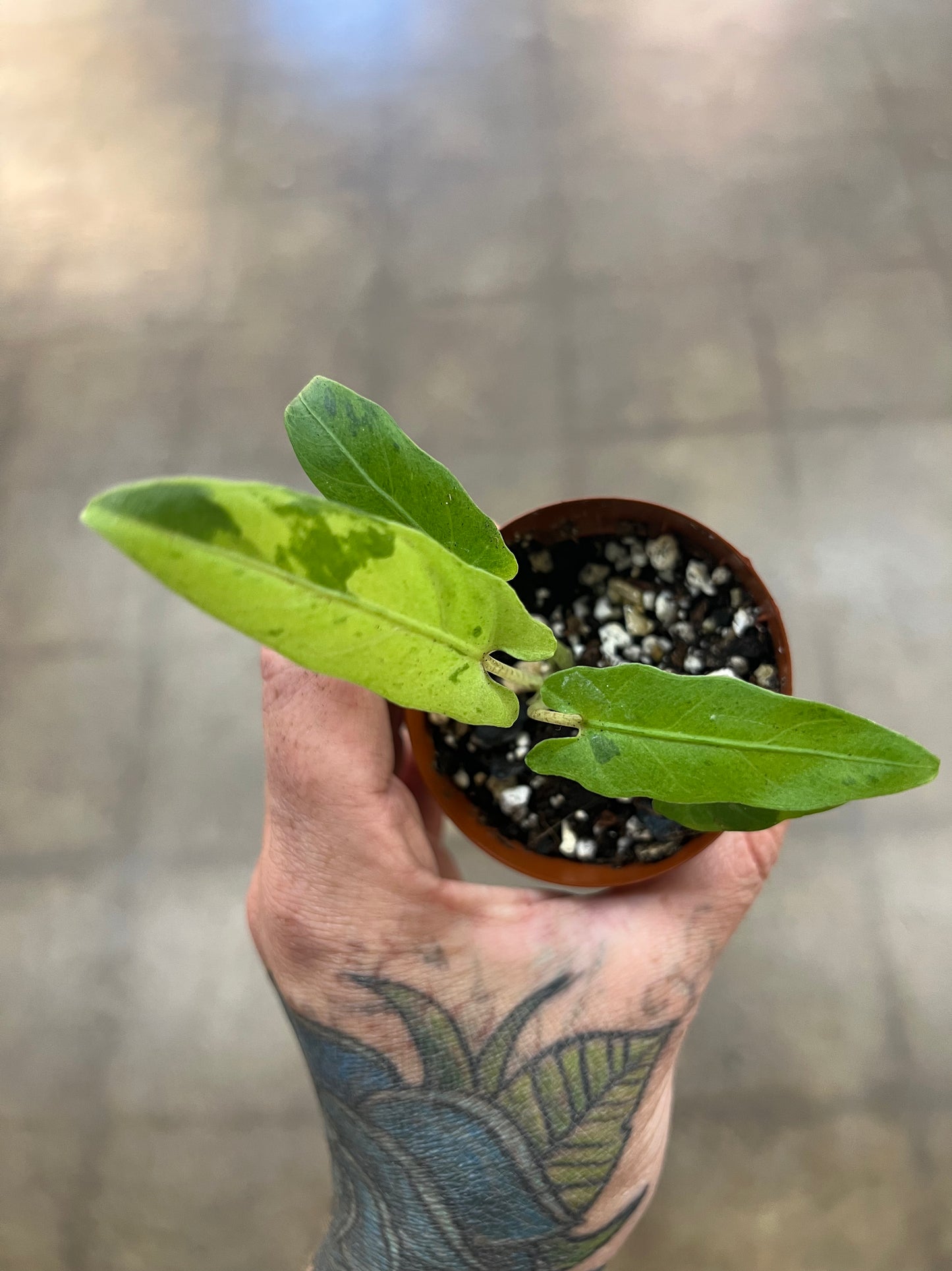 Alocasia Lauterbachiana Aurea