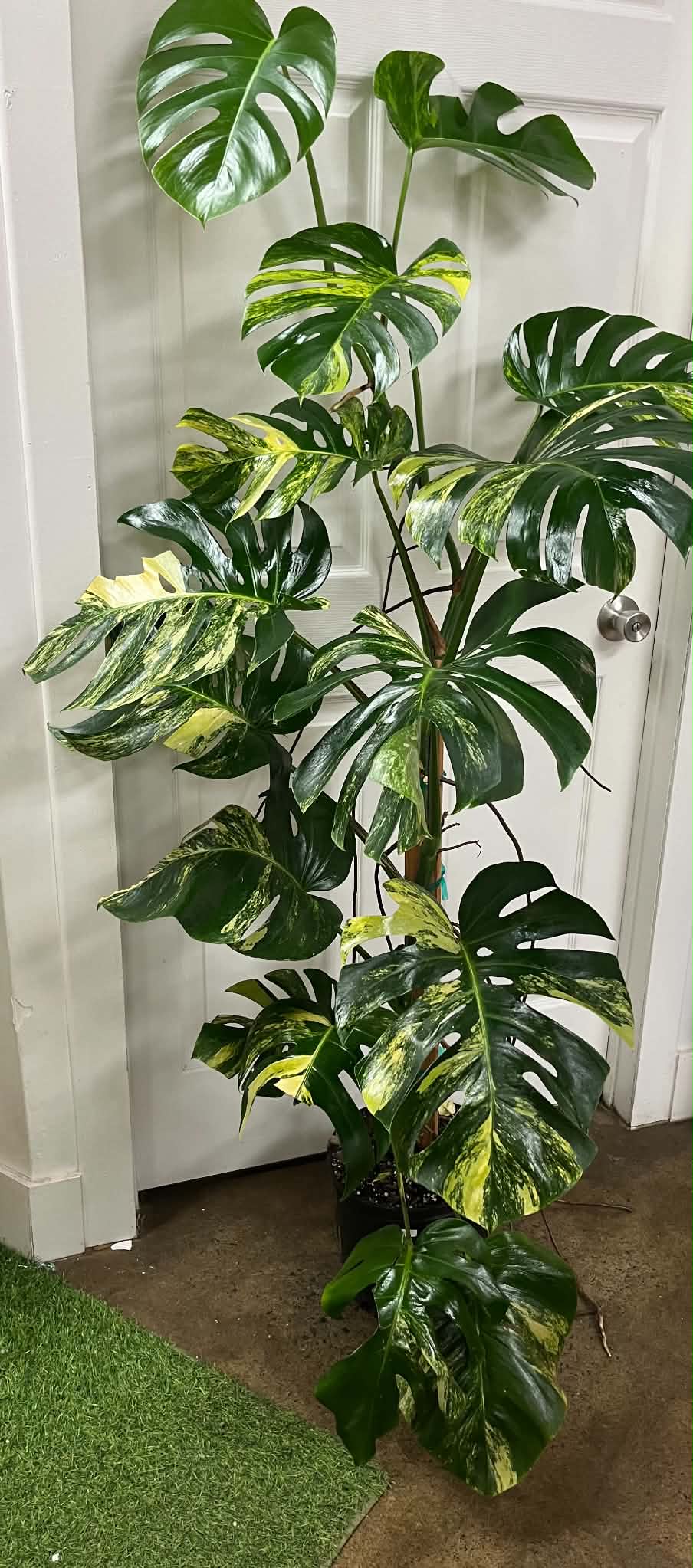 Monstera Aurea