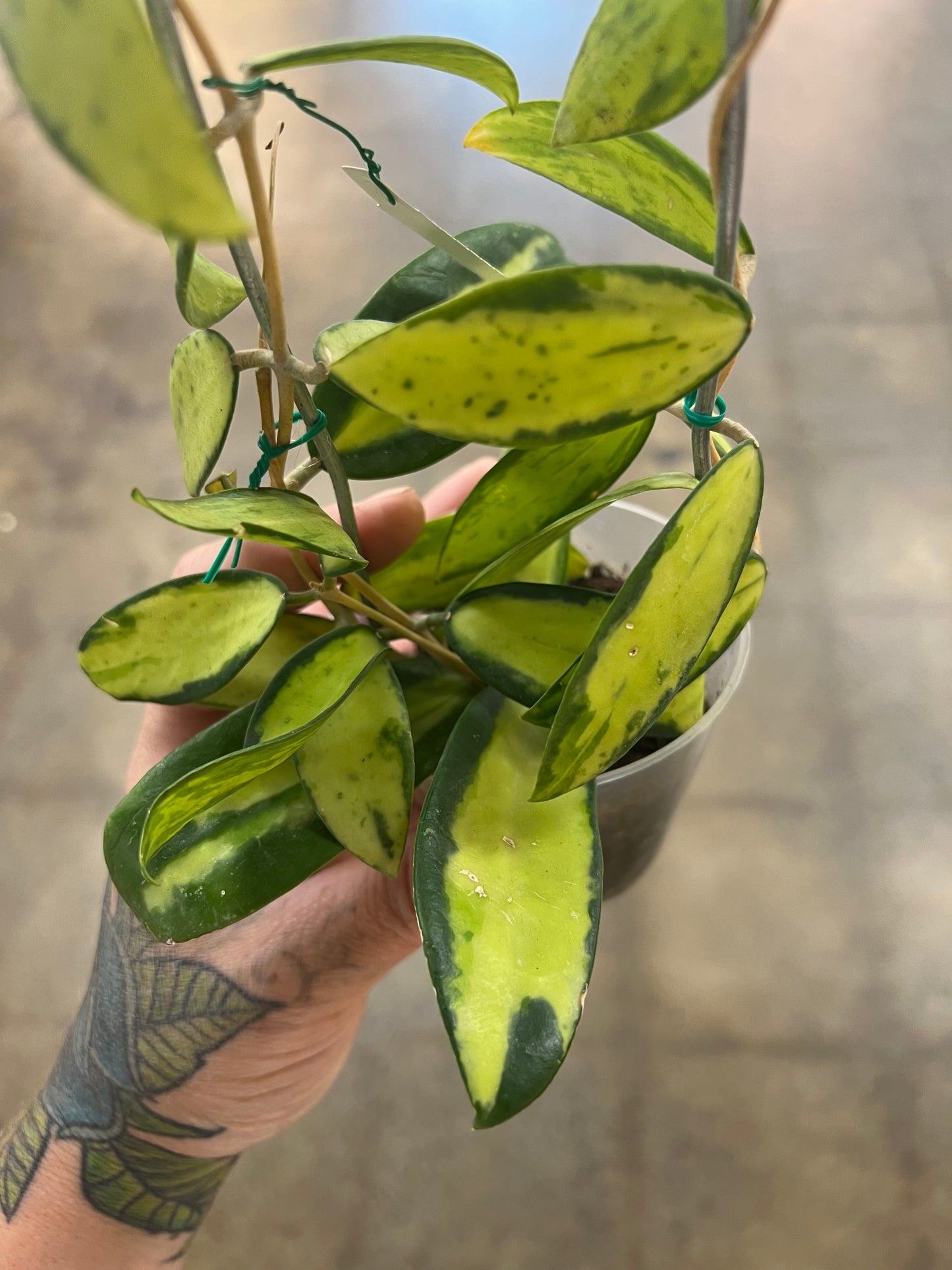 Hoya Acuta Variegata Big Leaves
