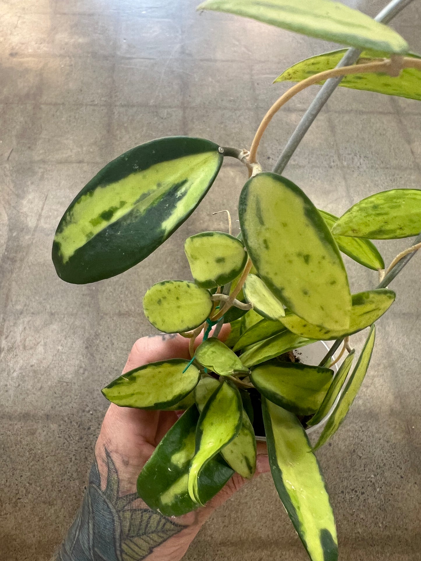 Hoya Acuta Variegata Big Leaves