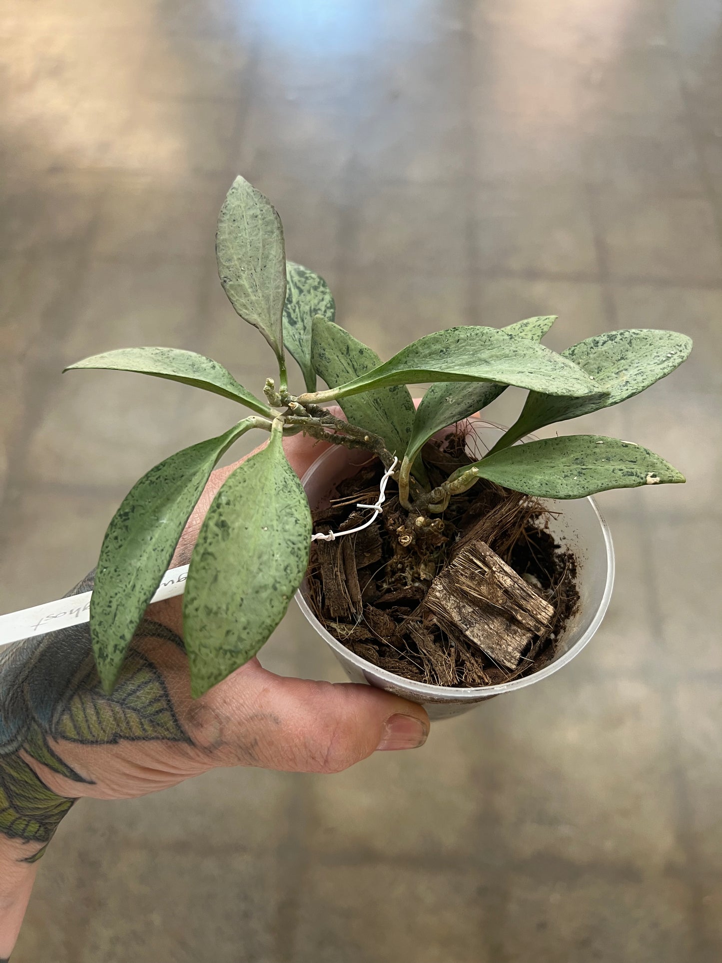 Hoya Nicholsoniae New Guinea Ghost