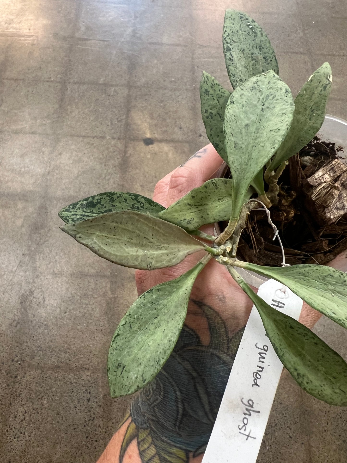 Hoya Nicholsoniae New Guinea Ghost