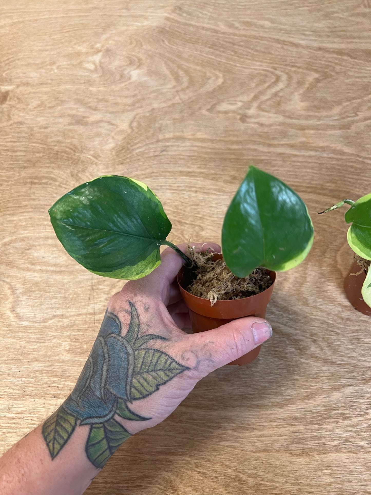 Pothos Manjula Poonsin