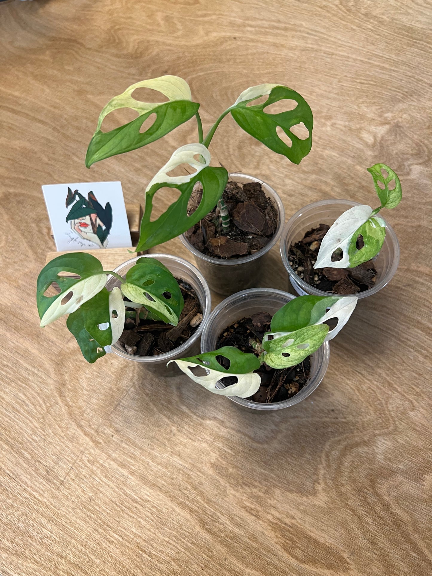 Monstera Adansonii Albo