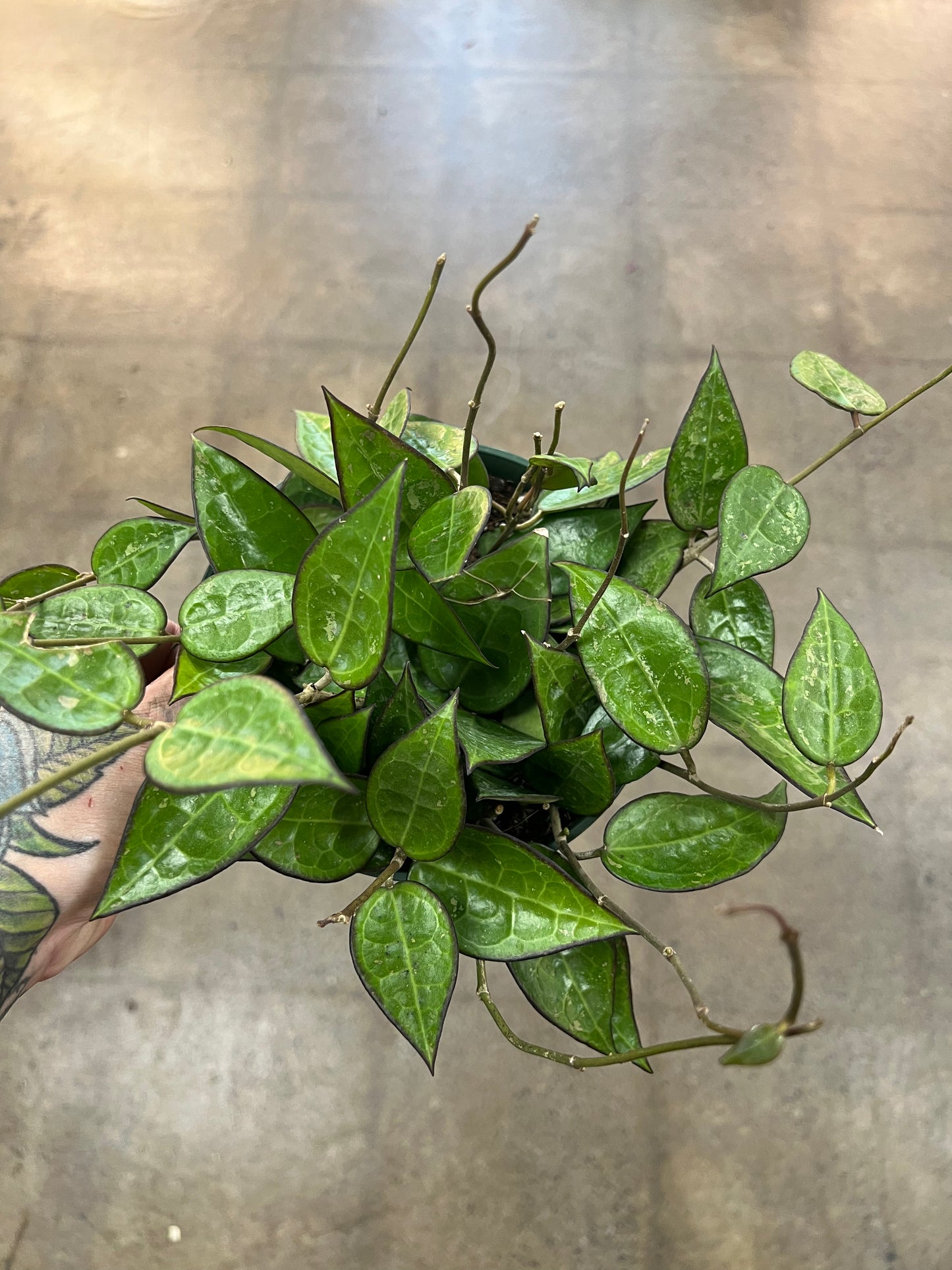 Hoya Black Margin