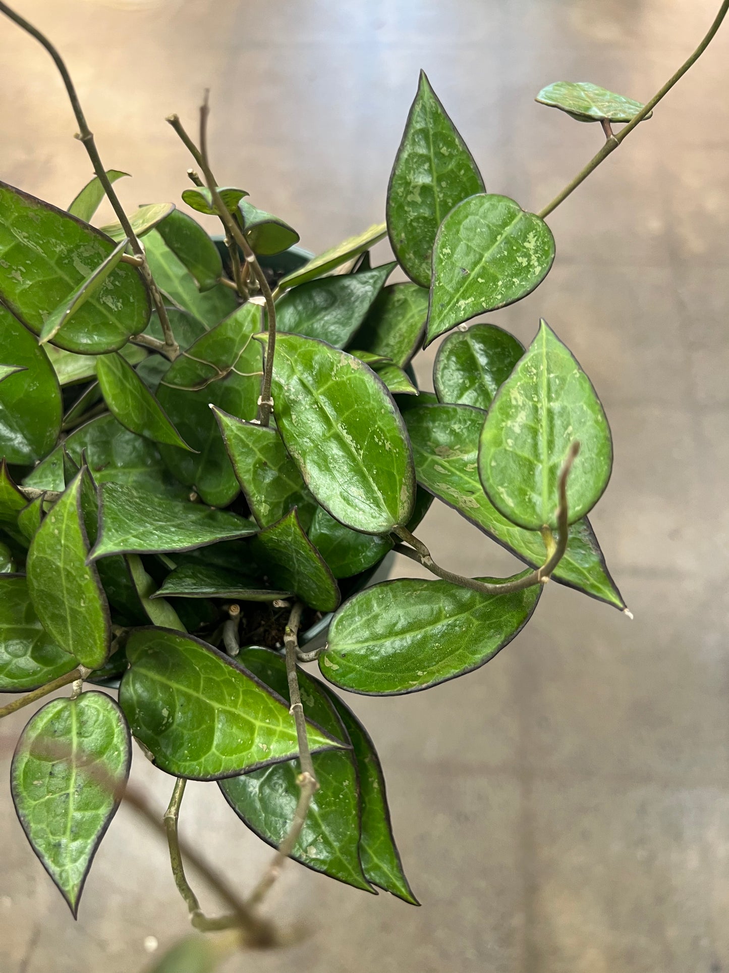 Hoya Black Margin