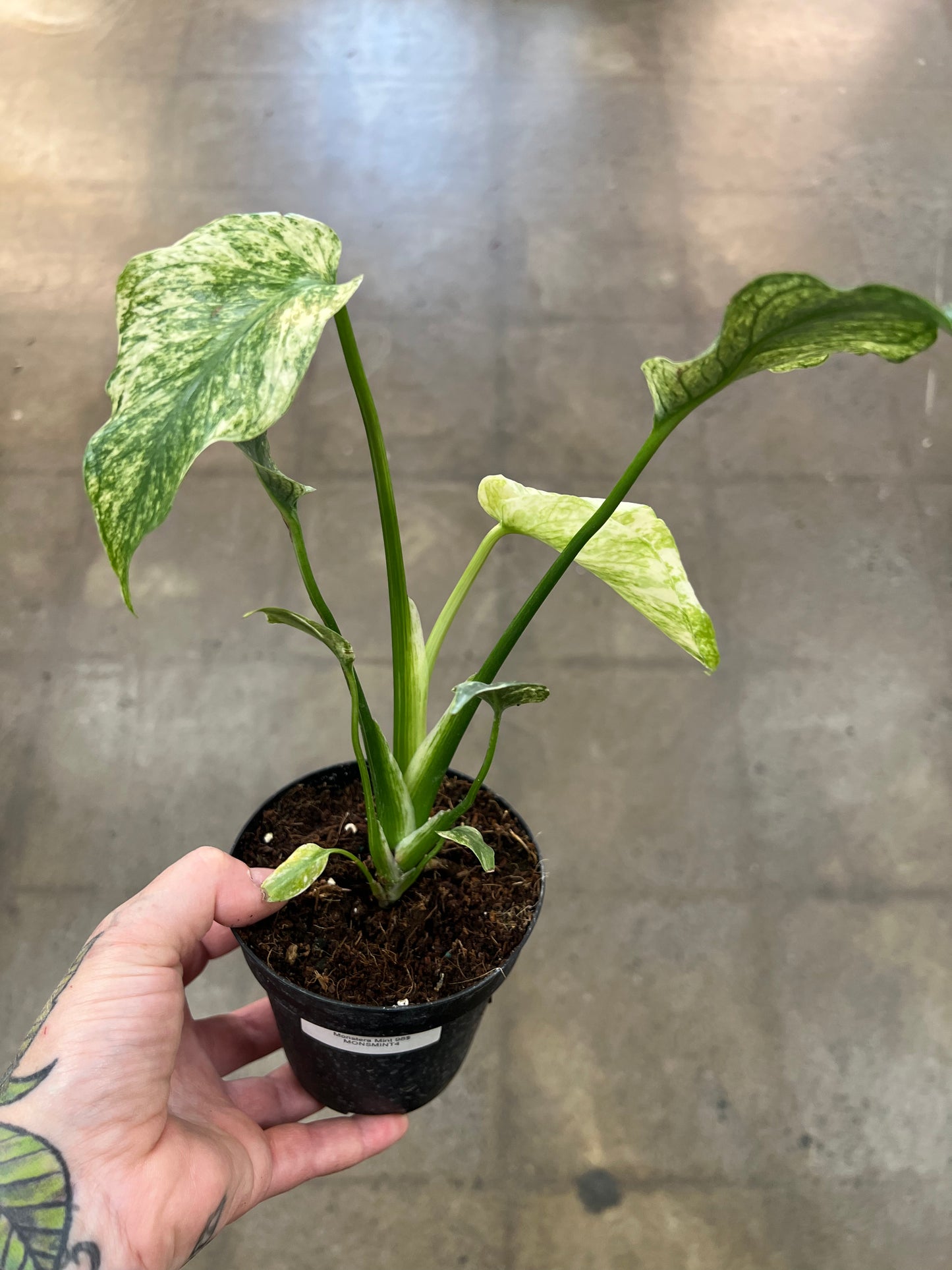 Monstera Mint