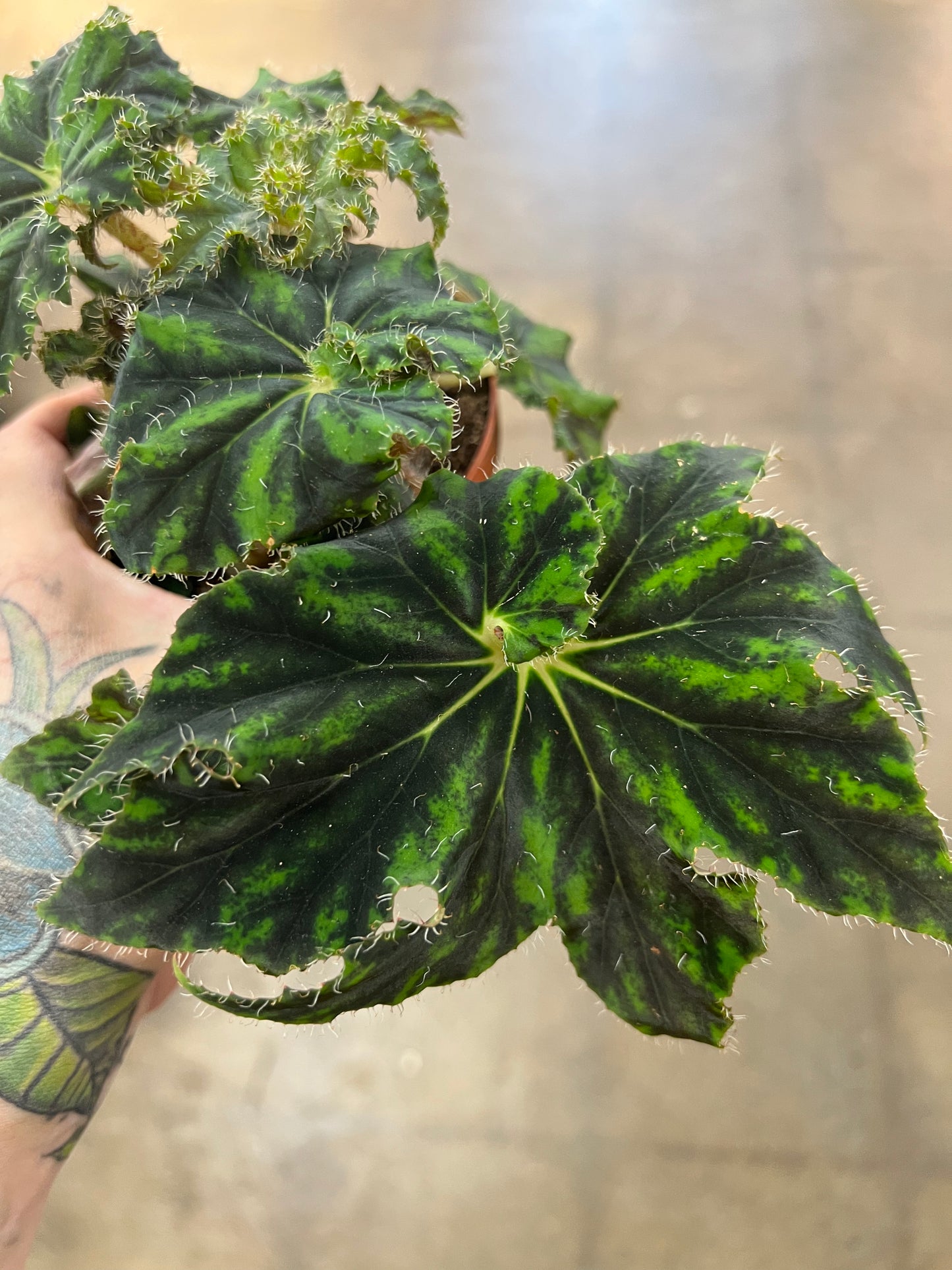 Bégonia Unique