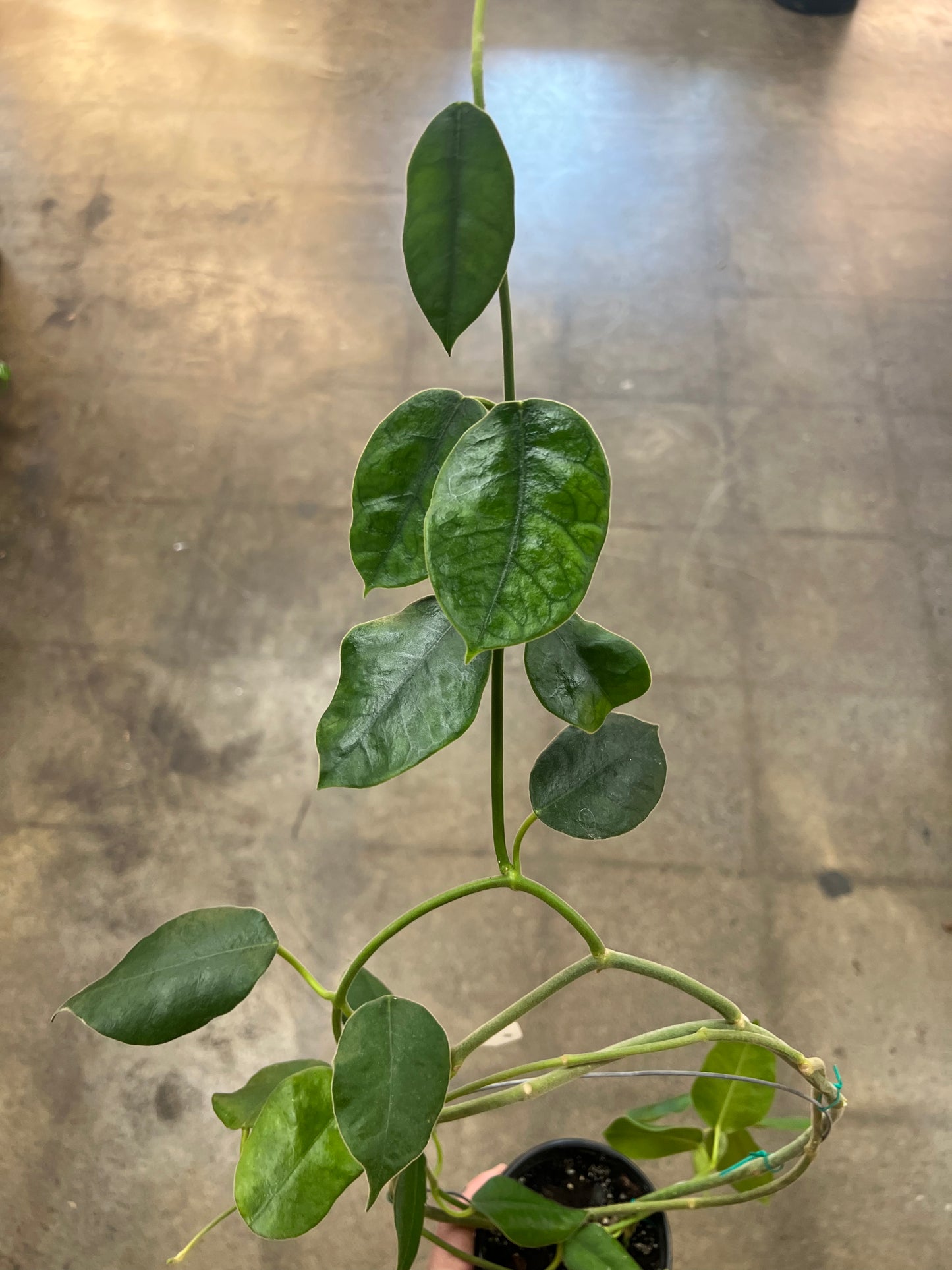 Hoya Gigas