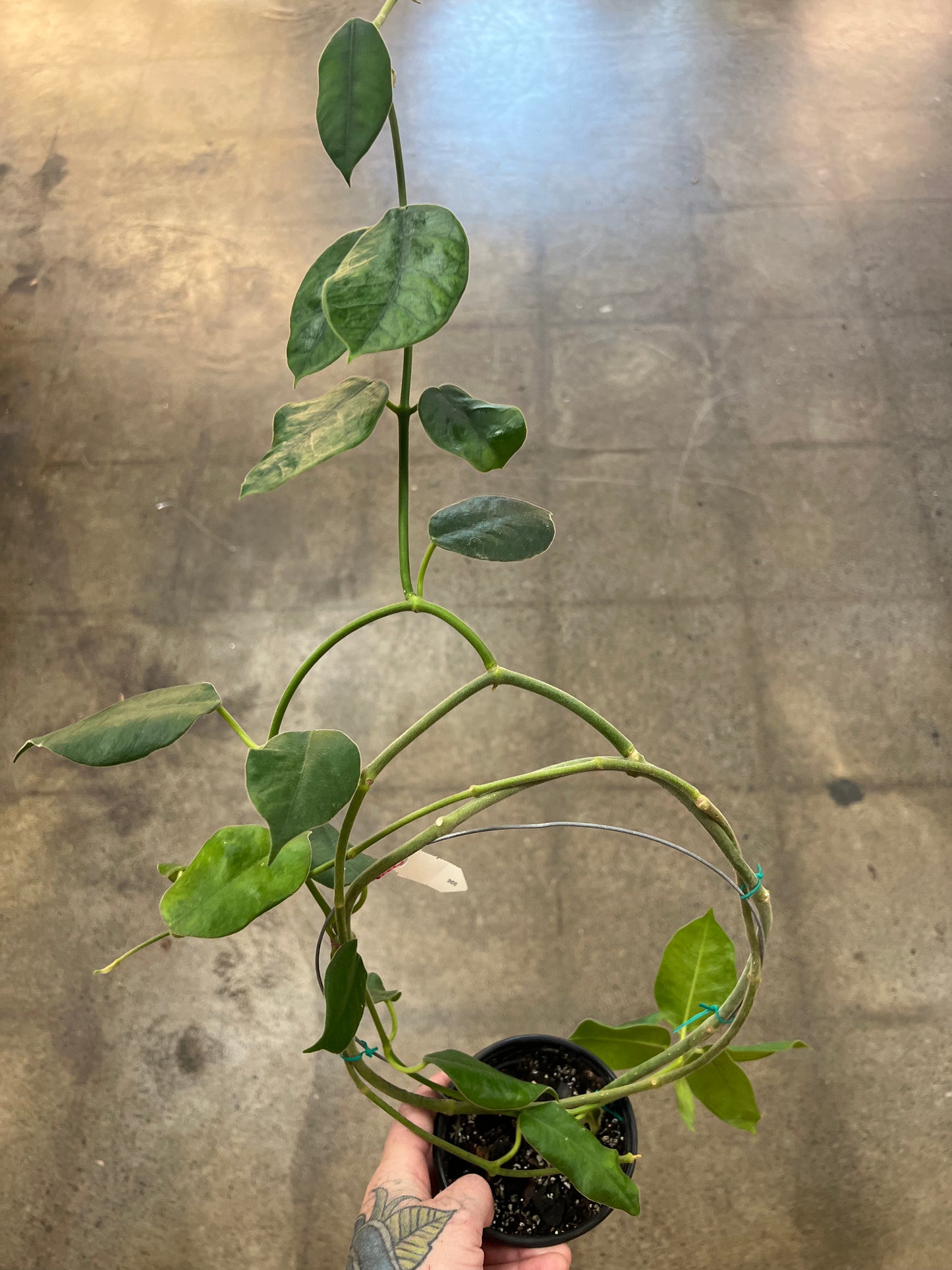 Hoya Gigas