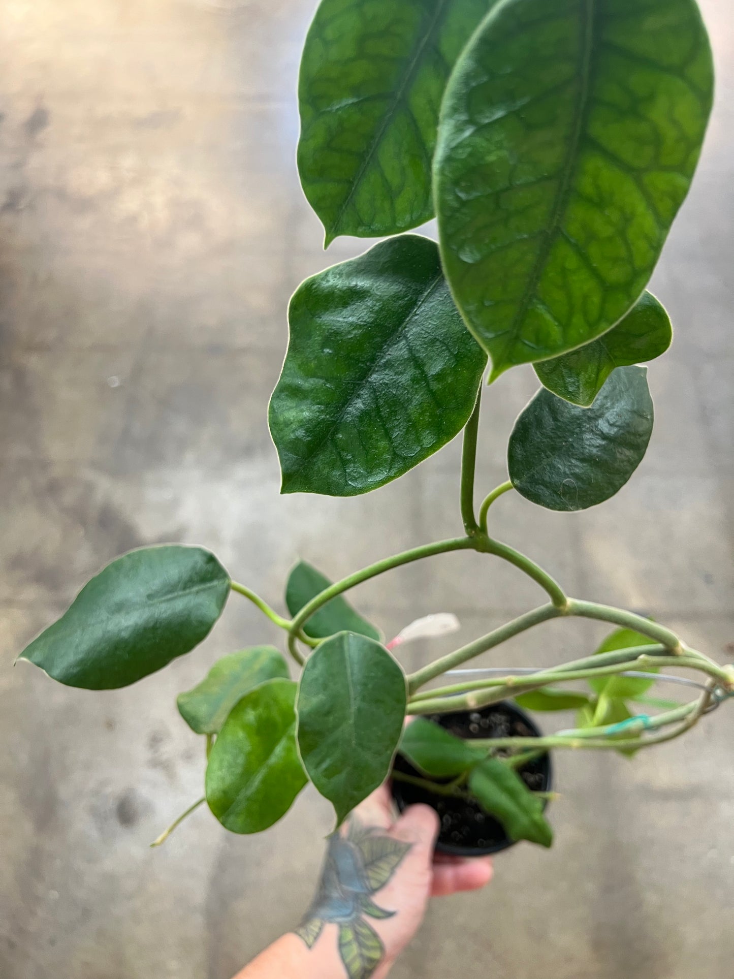 Hoya Gigas