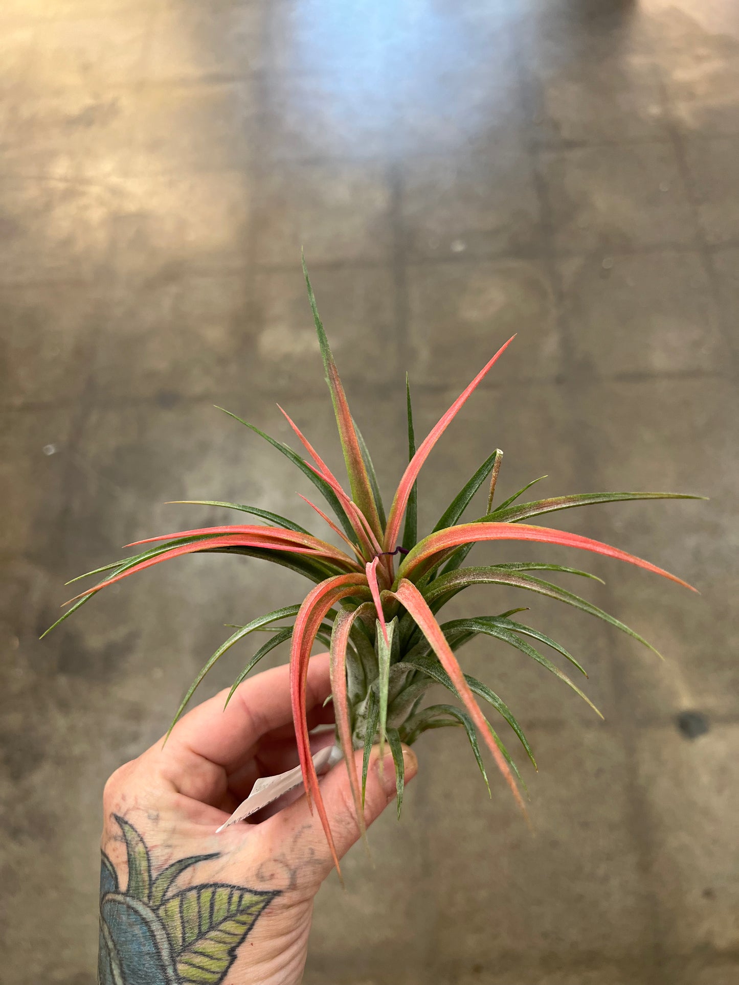 Tillandsia Victoriana Rose