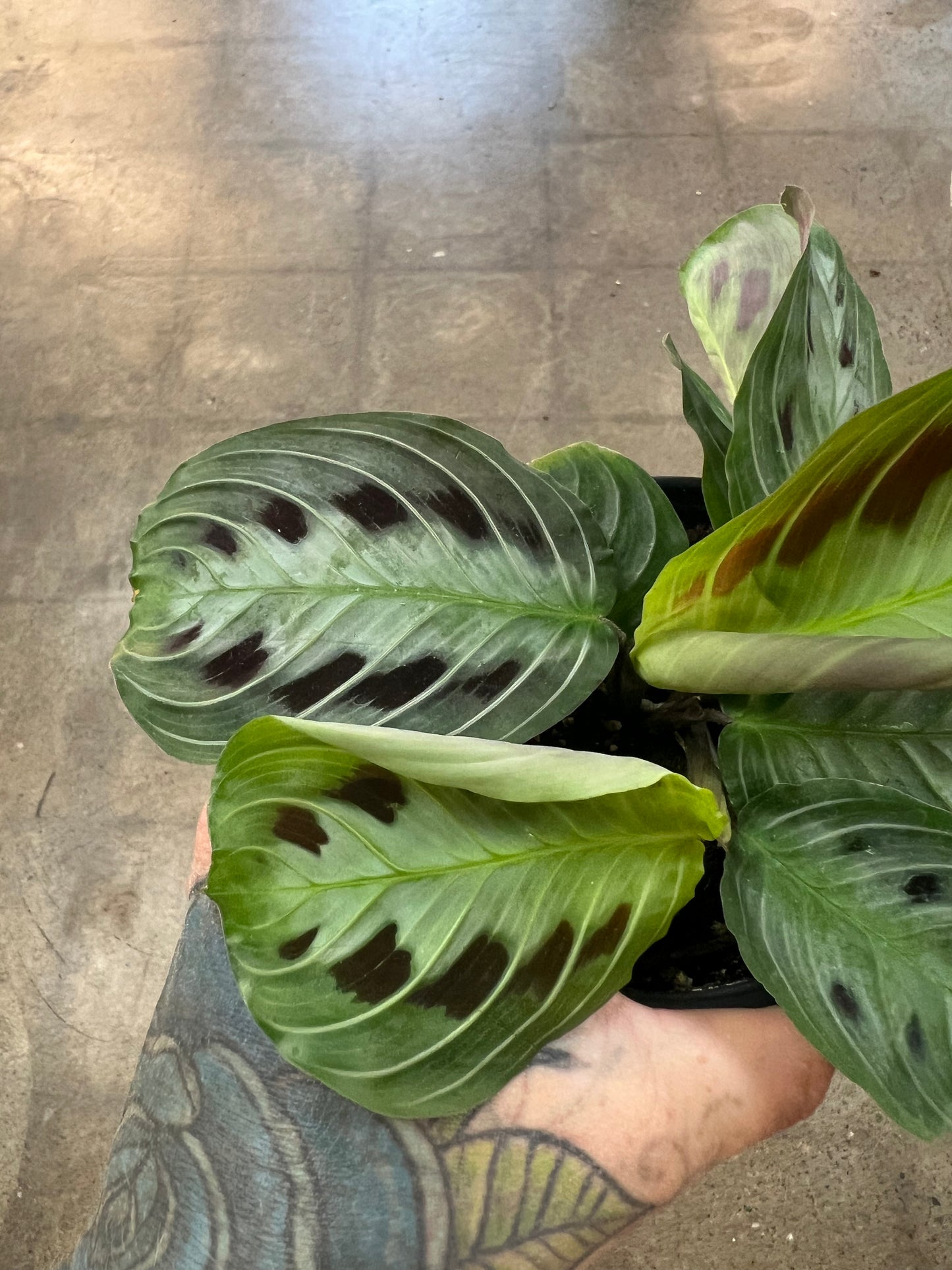 Maranta Massangeana Black