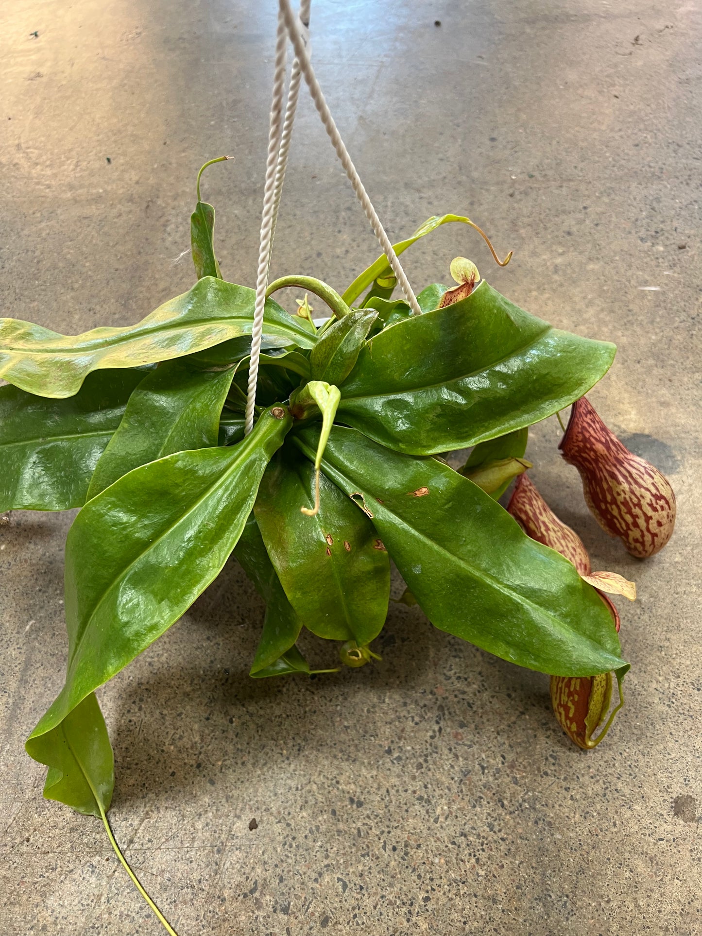 Nepenthes Gaya