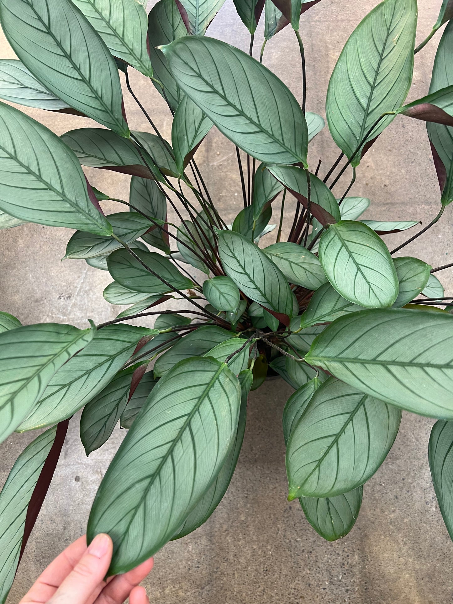 Ctenanthe Setosa