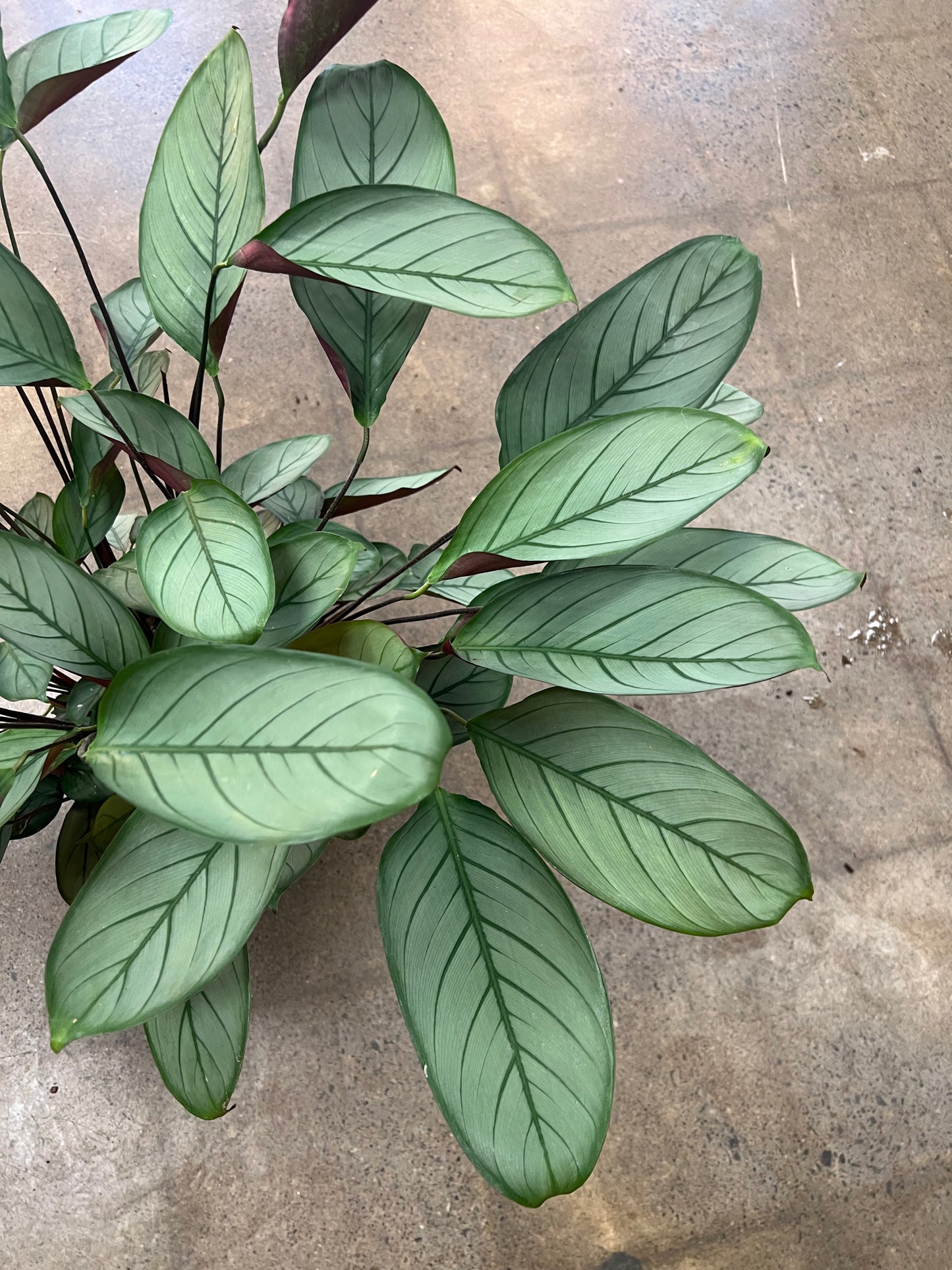 Ctenanthe Setosa