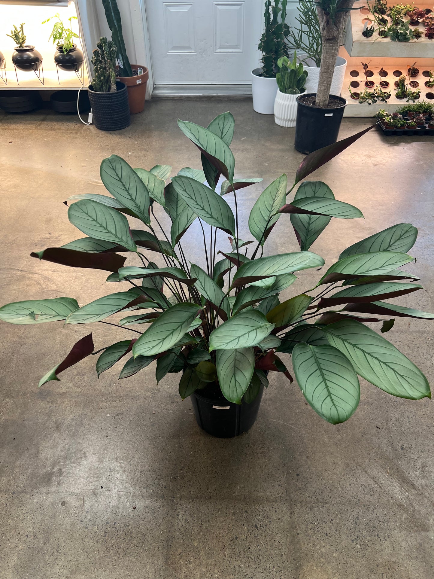 Ctenanthe Setosa