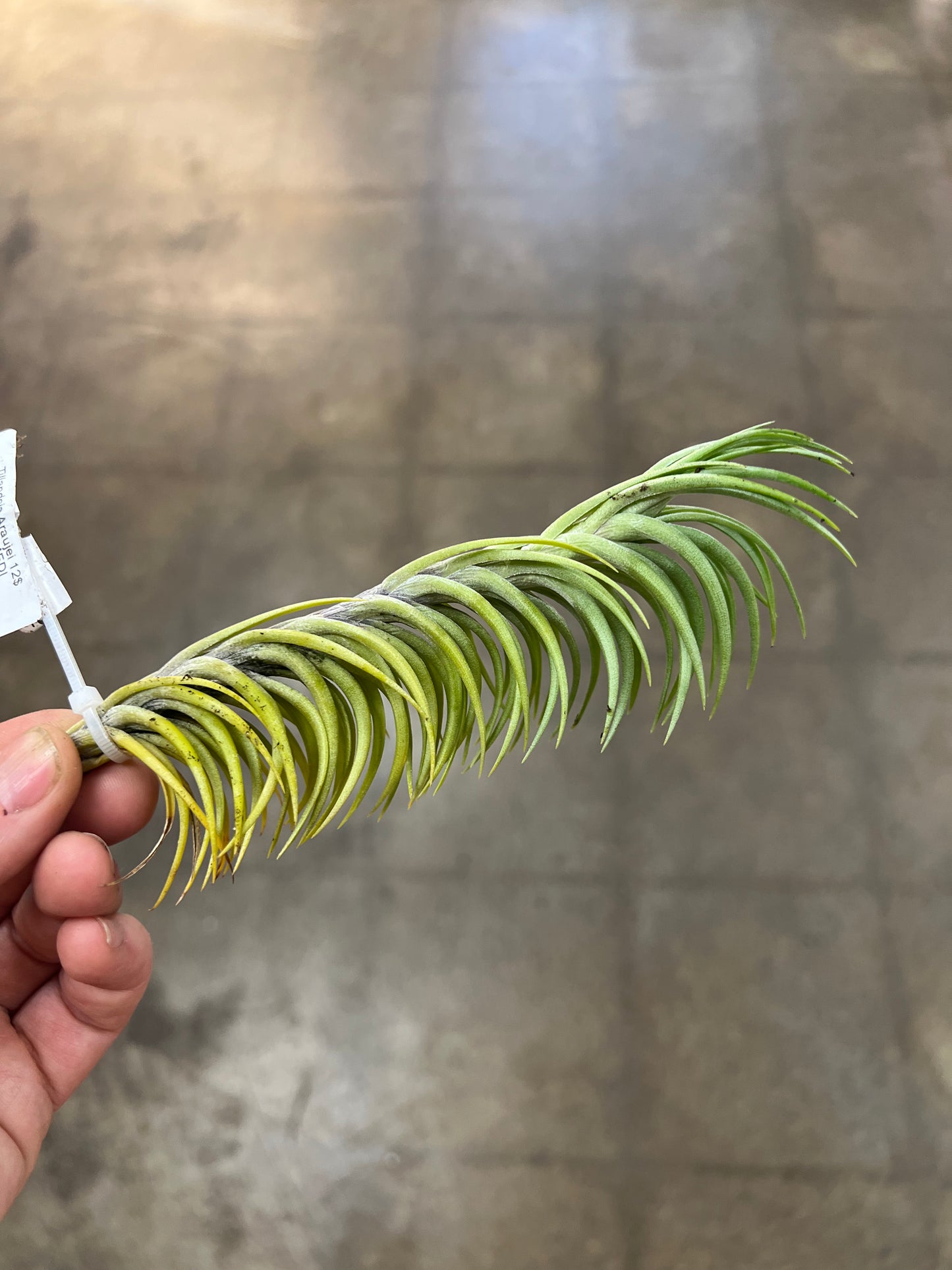Tillandsia Araujei