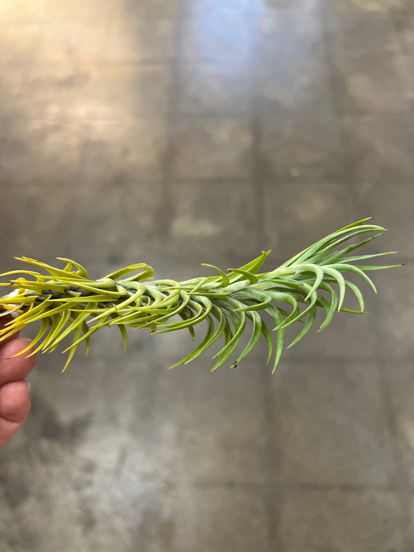 Tillandsia Araujei