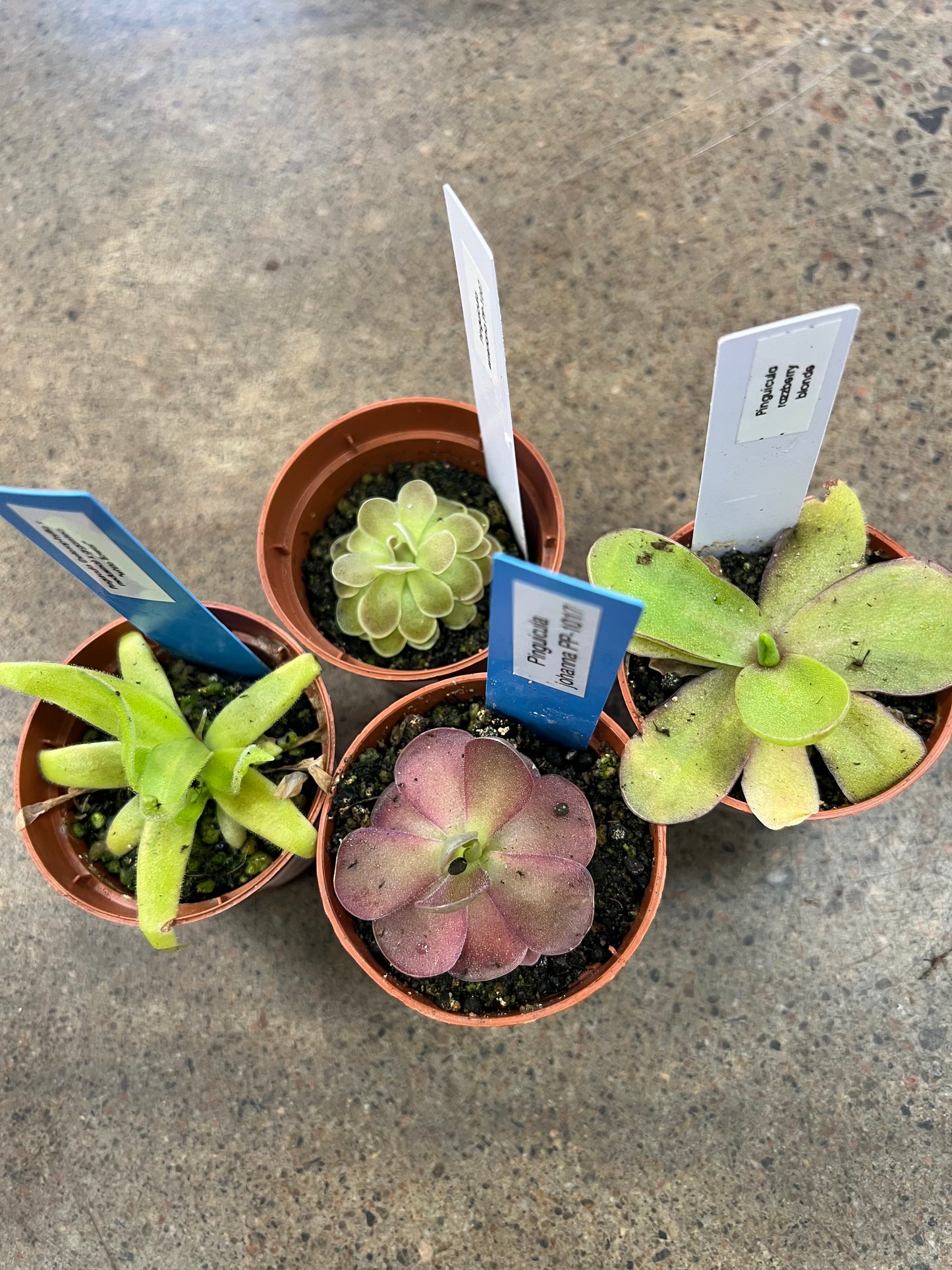 Pinguicula