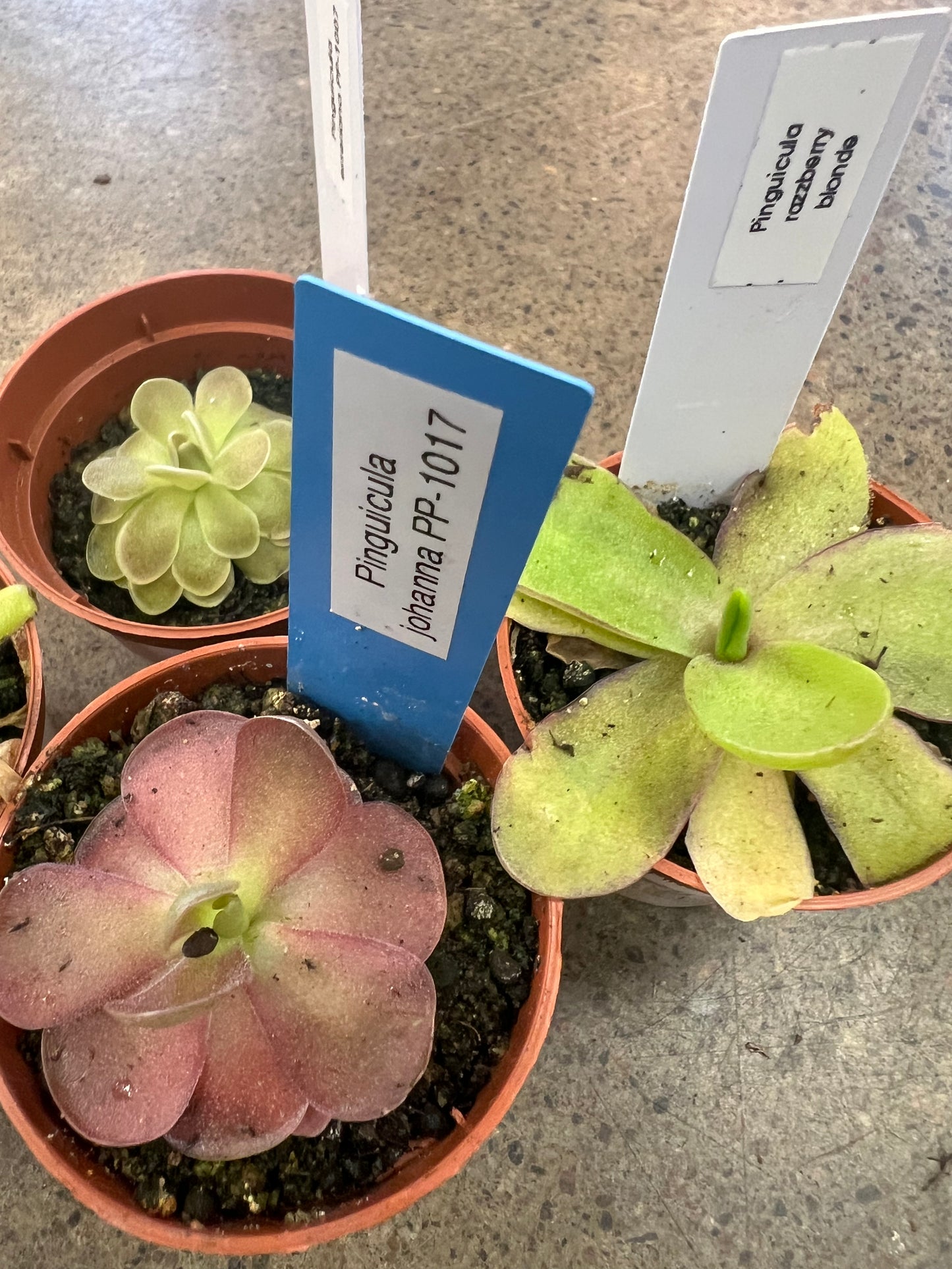 Pinguicula