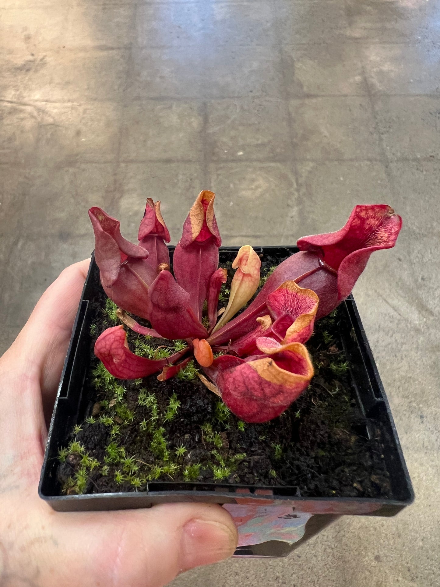 Sarracenia Purpurea Venosa