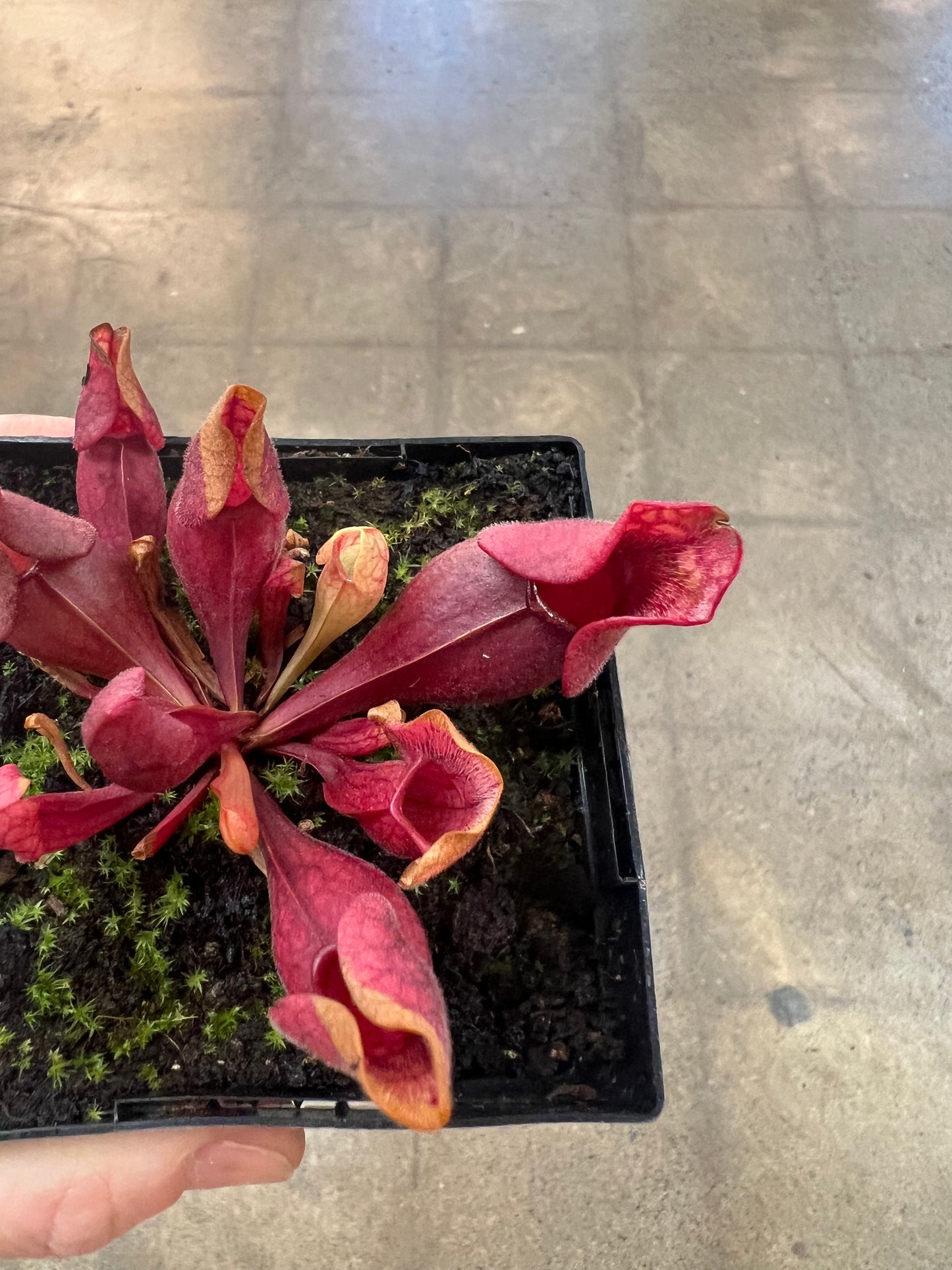 Sarracenia Purpurea Venosa