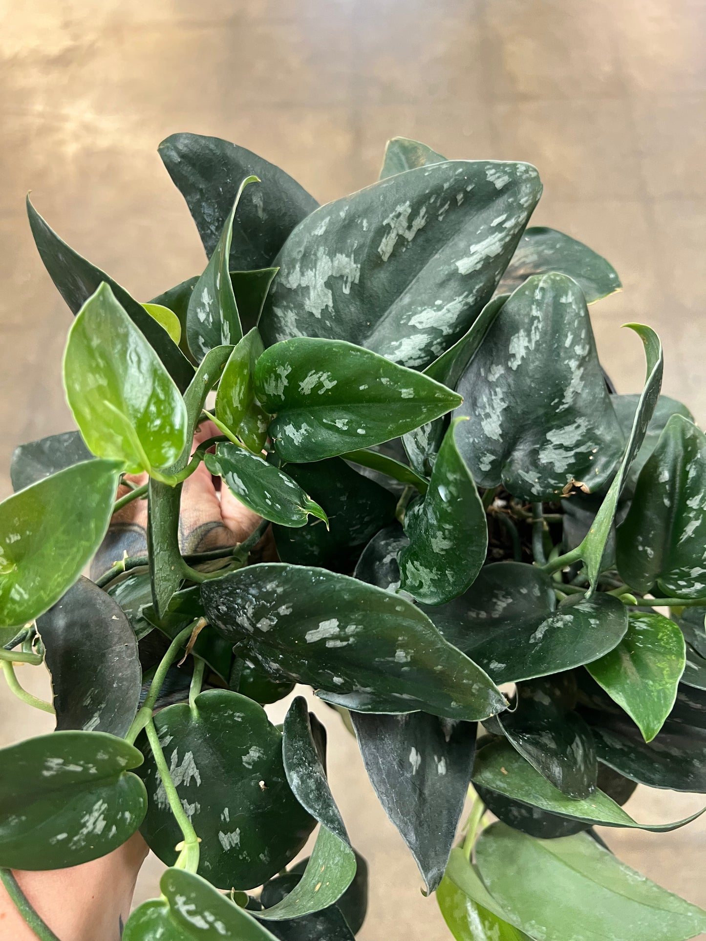 Scindapsus Black Splash