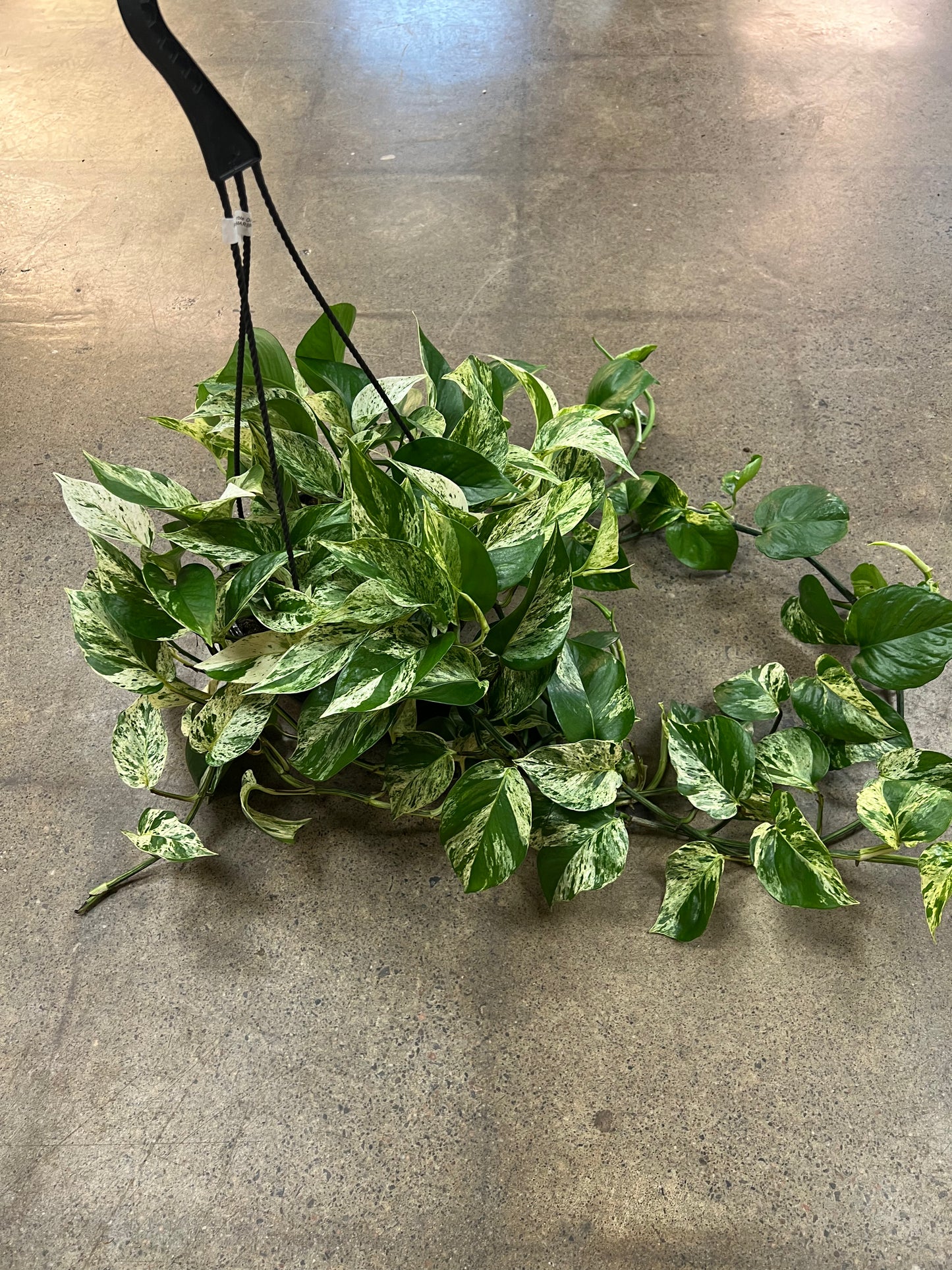 Pothos Marble Queen