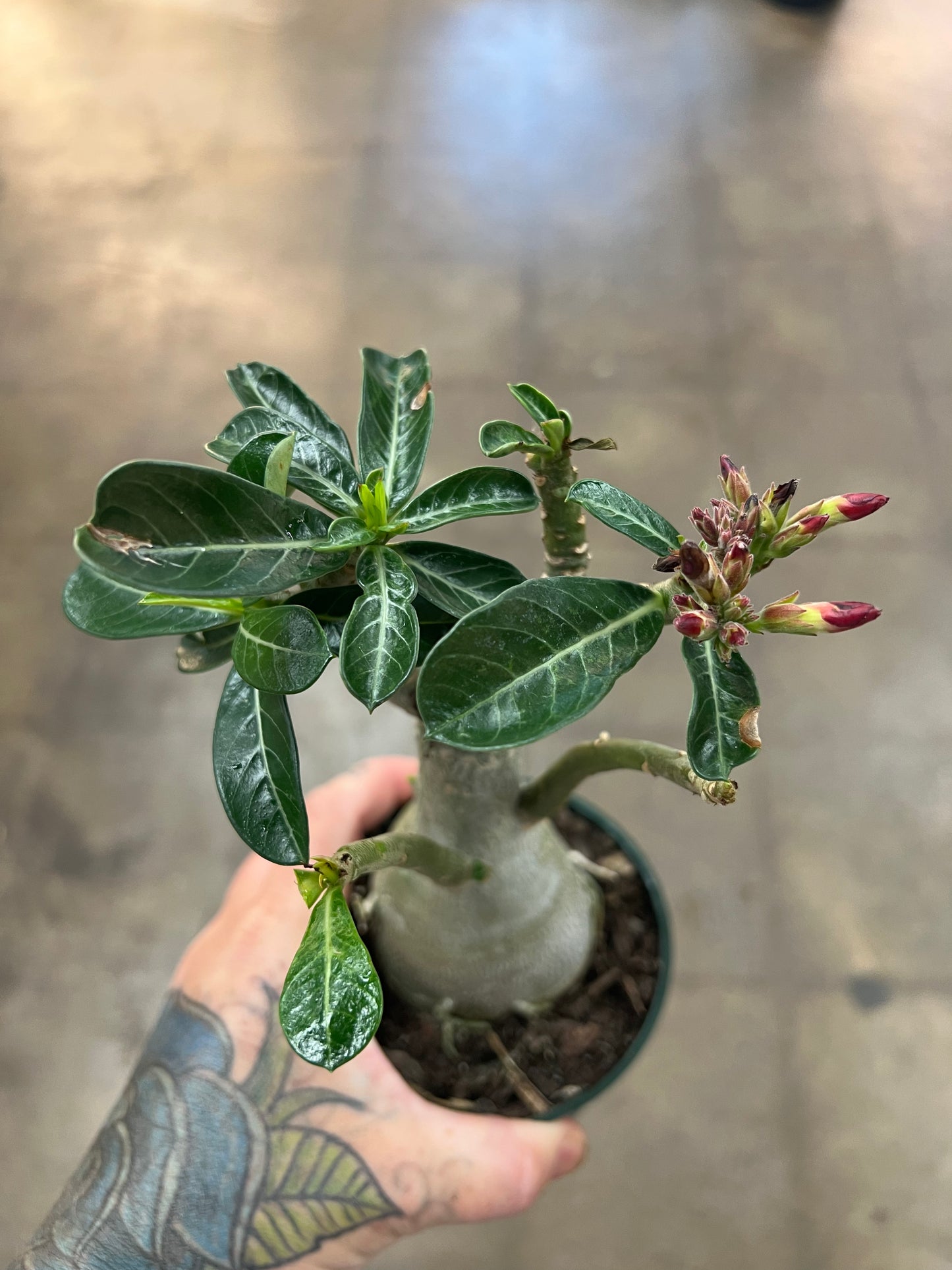 Adenium Desert Rose du Désert