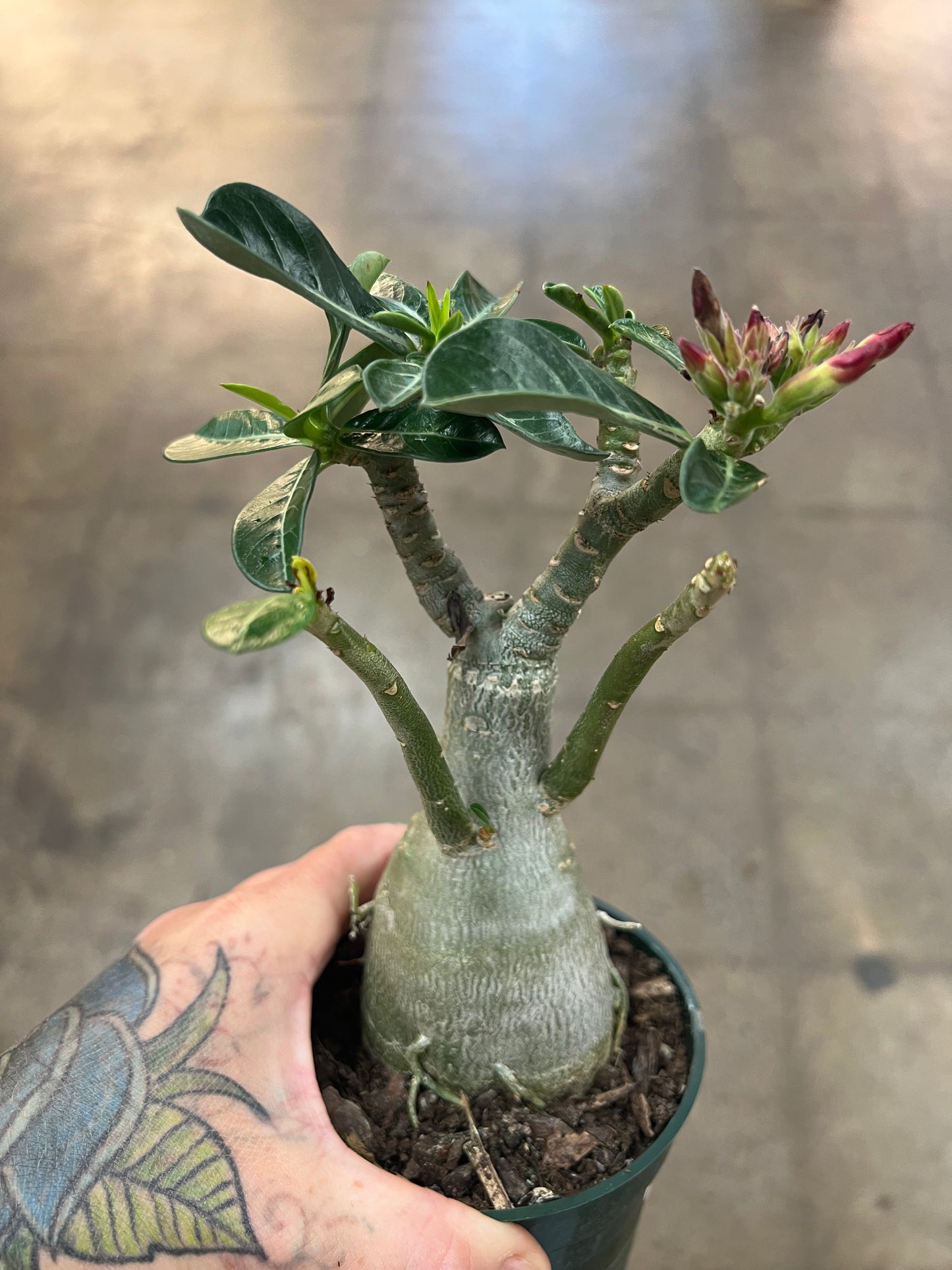 Adenium Desert Rose du Désert