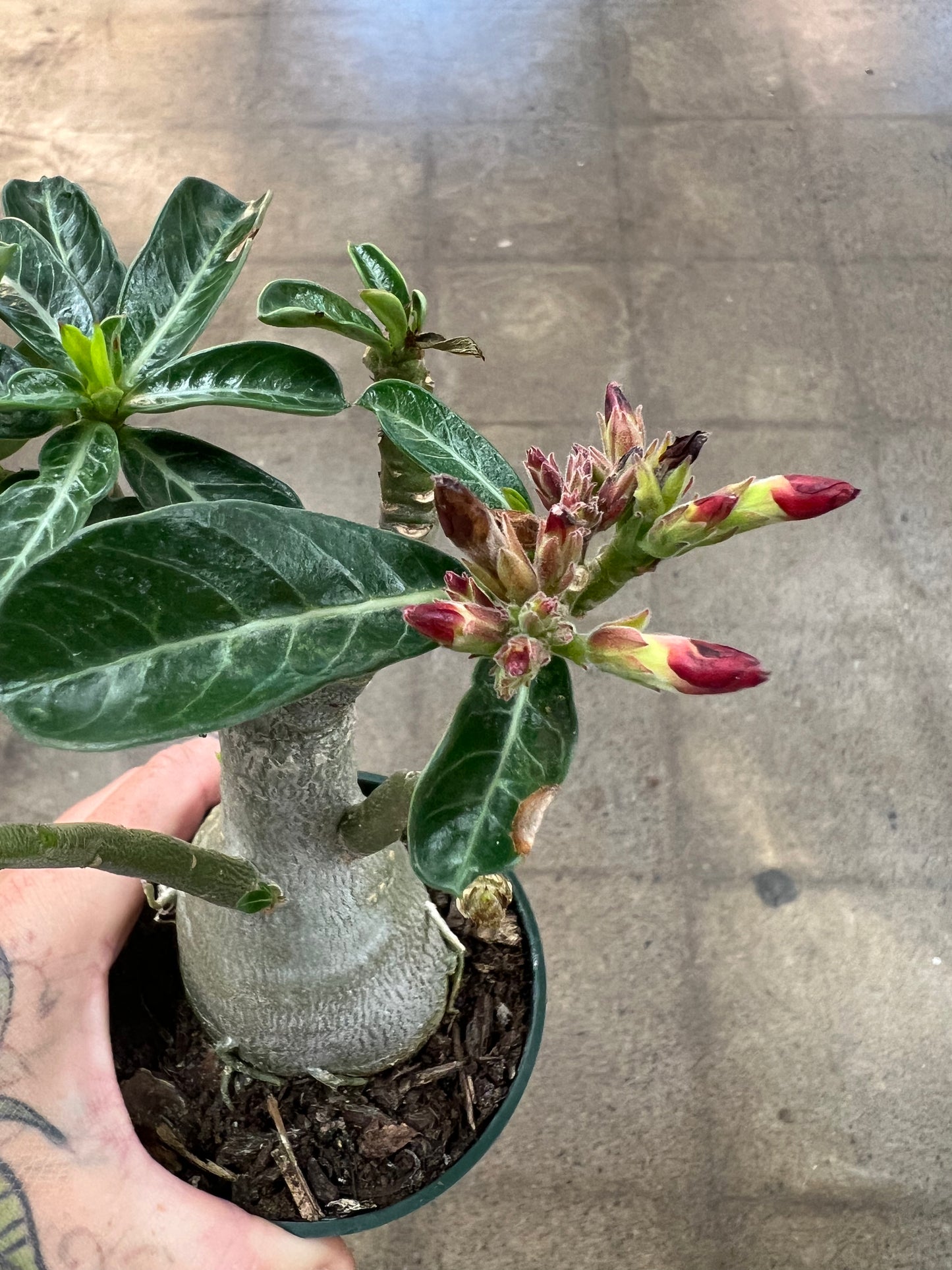 Adenium Desert Rose du Désert