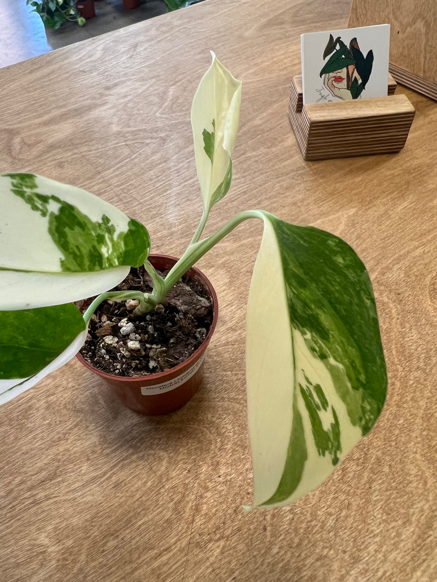 Monstera Lechleriana Albo