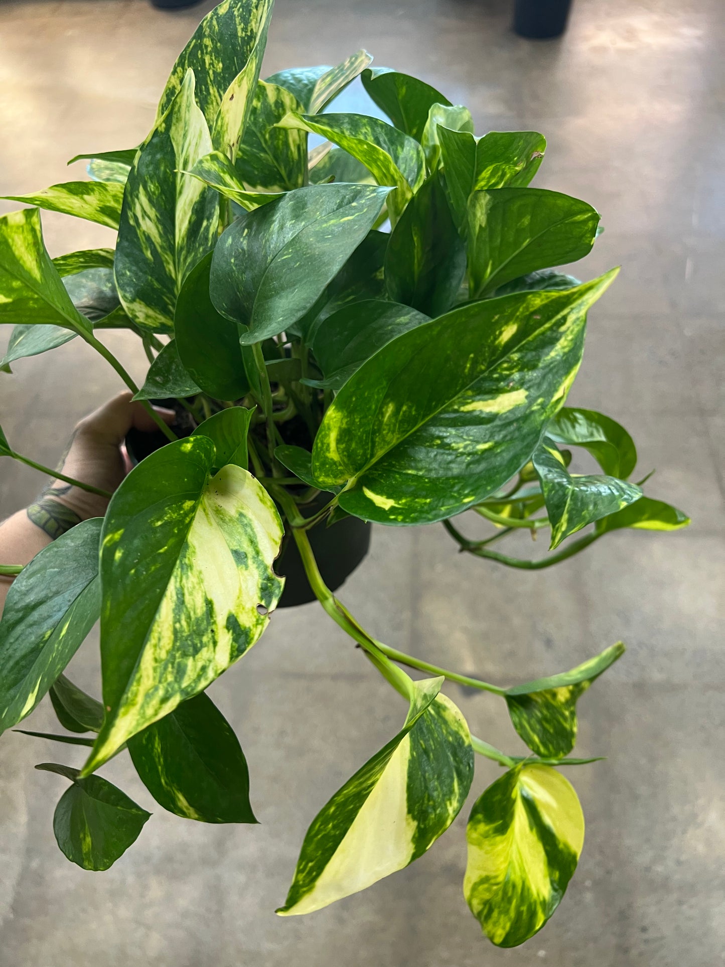 Pothos Hawaiian