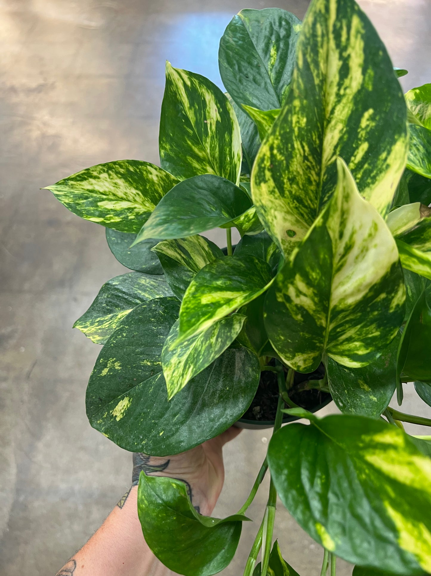 Pothos Hawaiian
