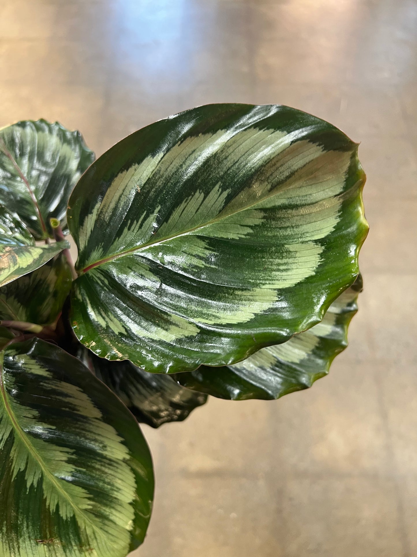 Calathea Medallion
