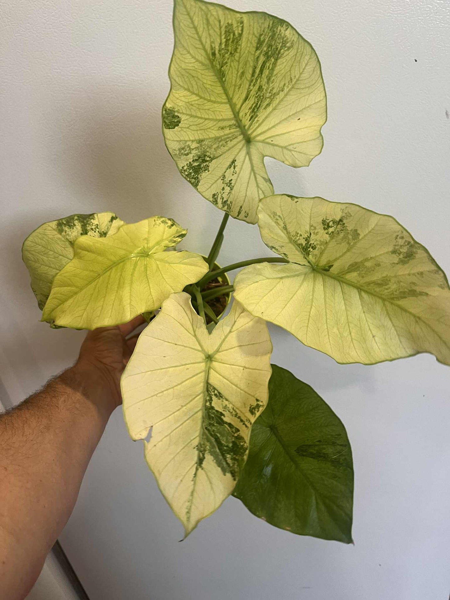Alocasia Odora Yellow Mint Variegata