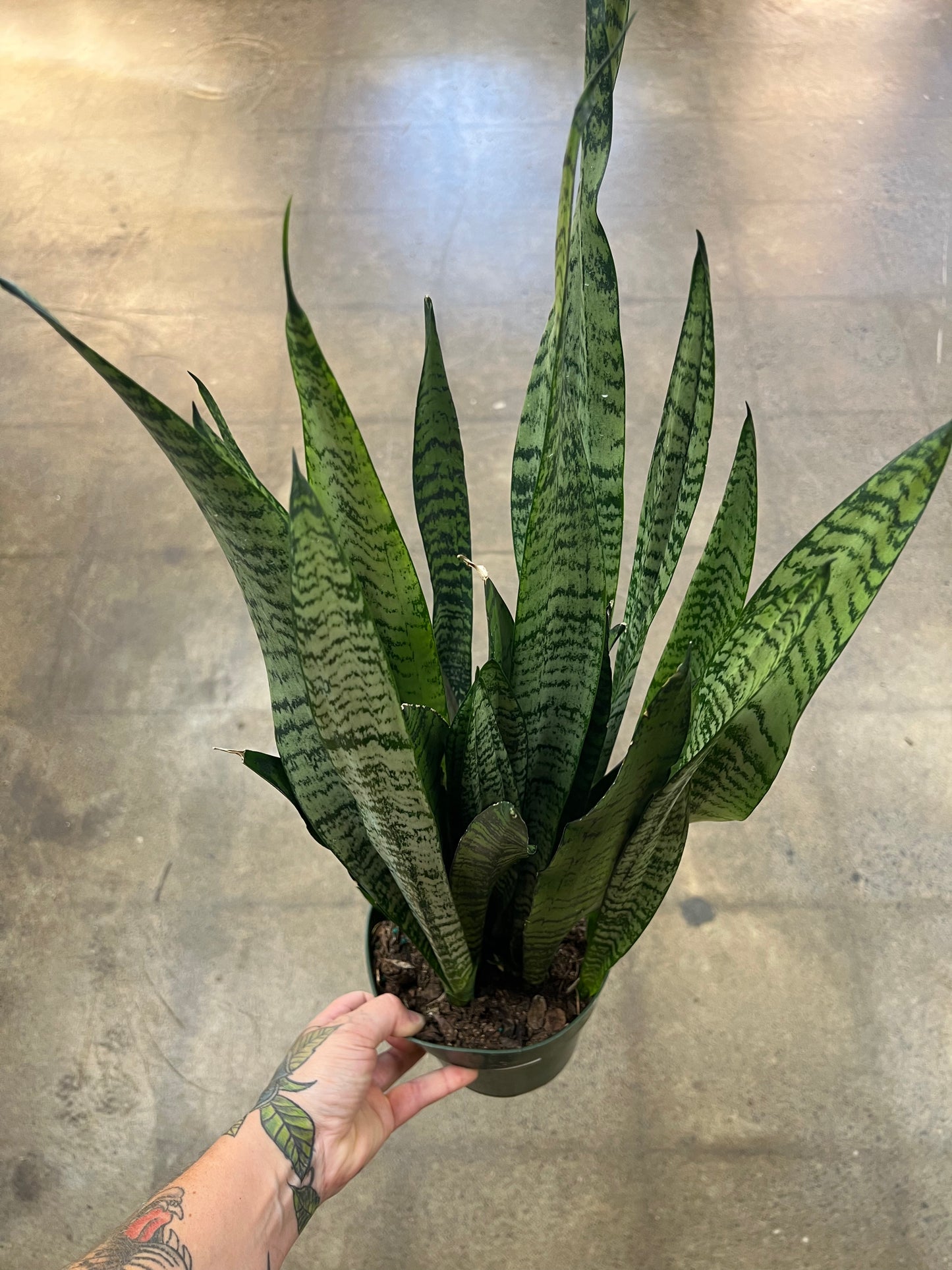 Sansevière Zeylanica