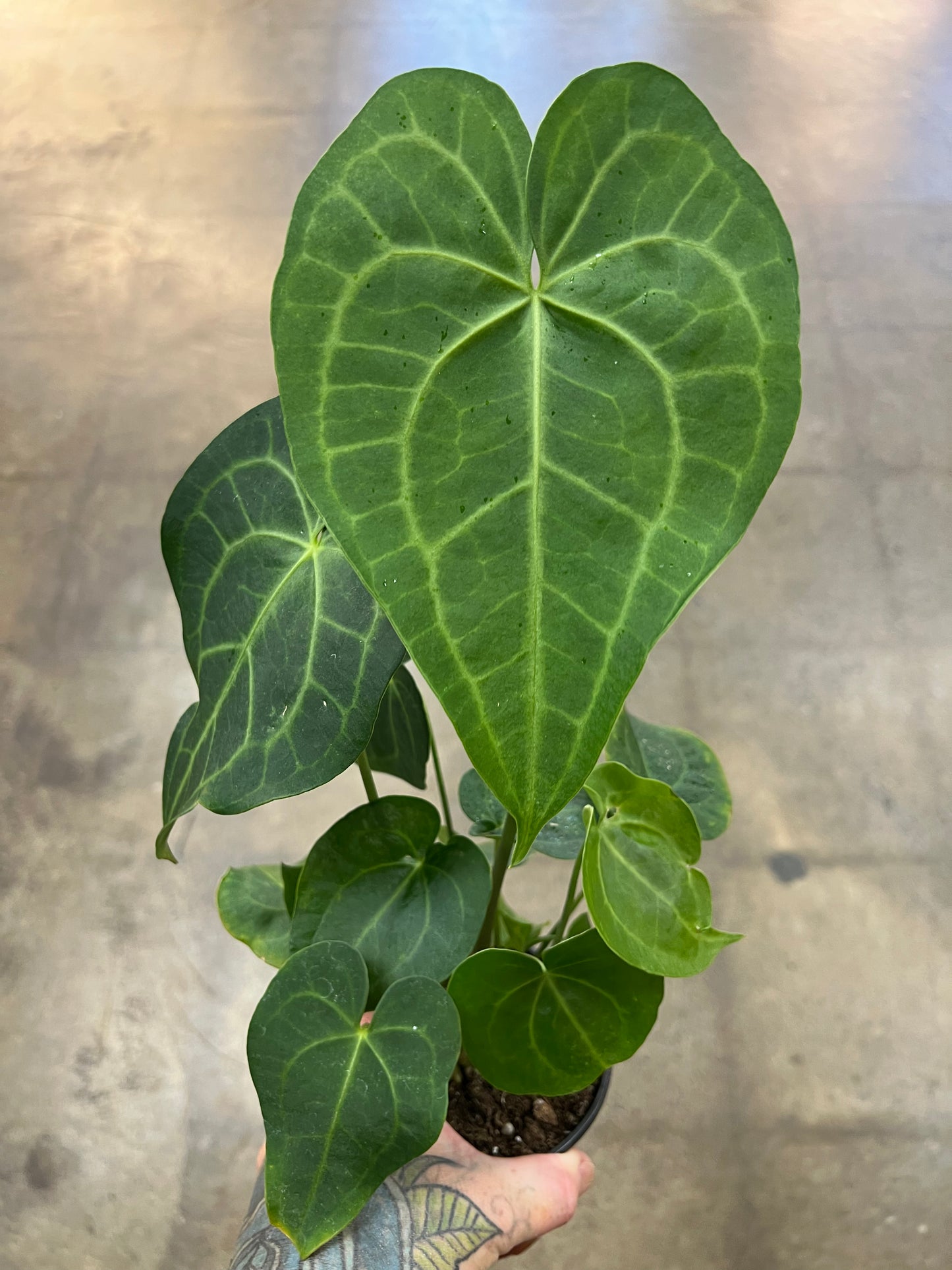 Anthurium Clarinervium