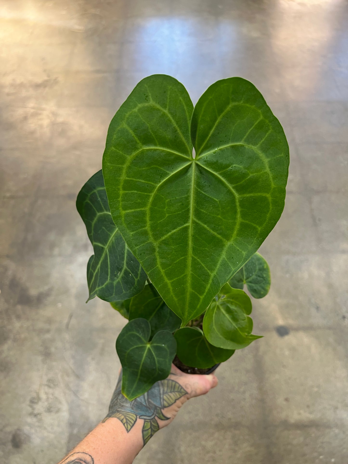 Anthurium Clarinervium