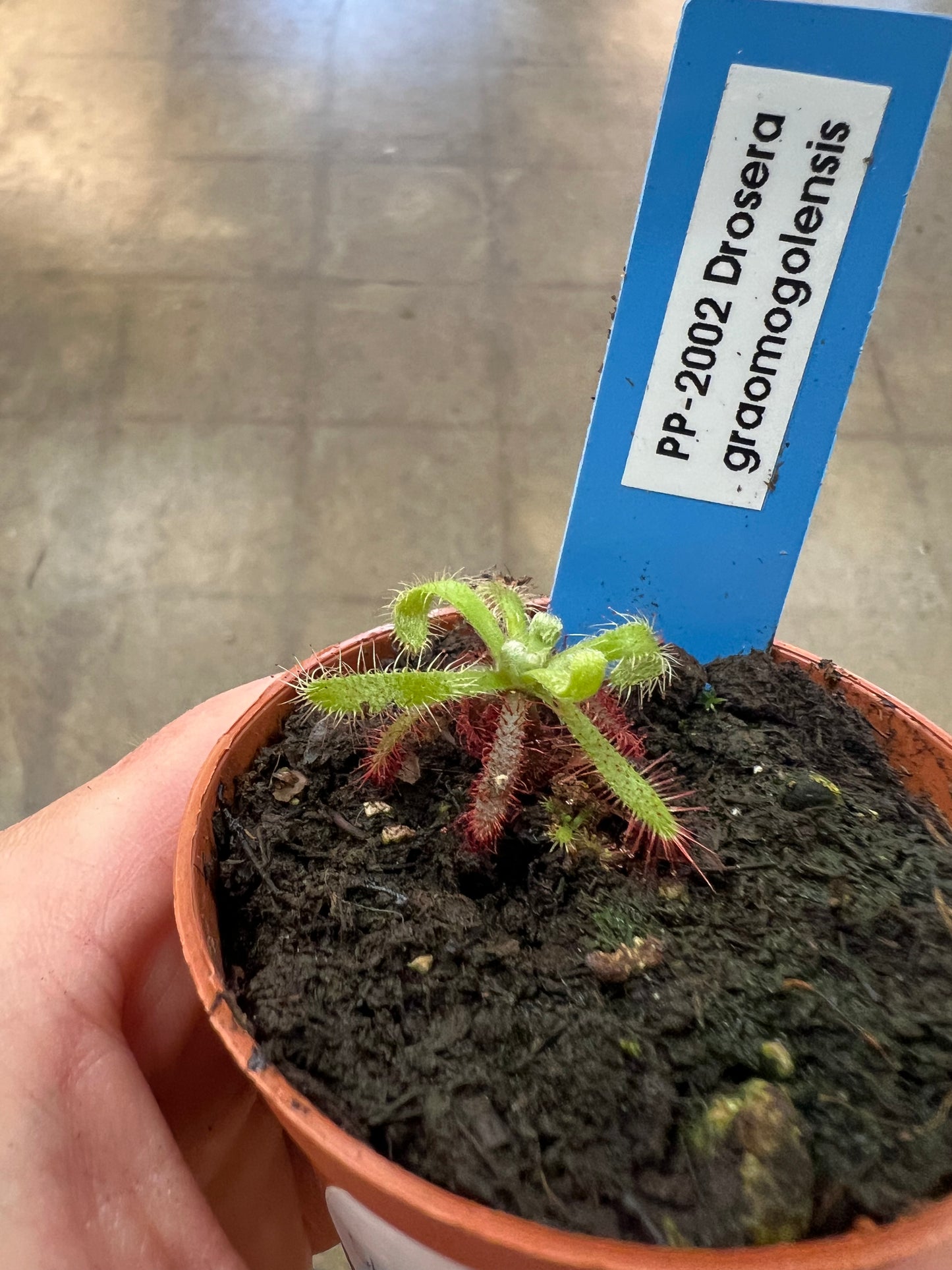 Drosera Graomogolensis