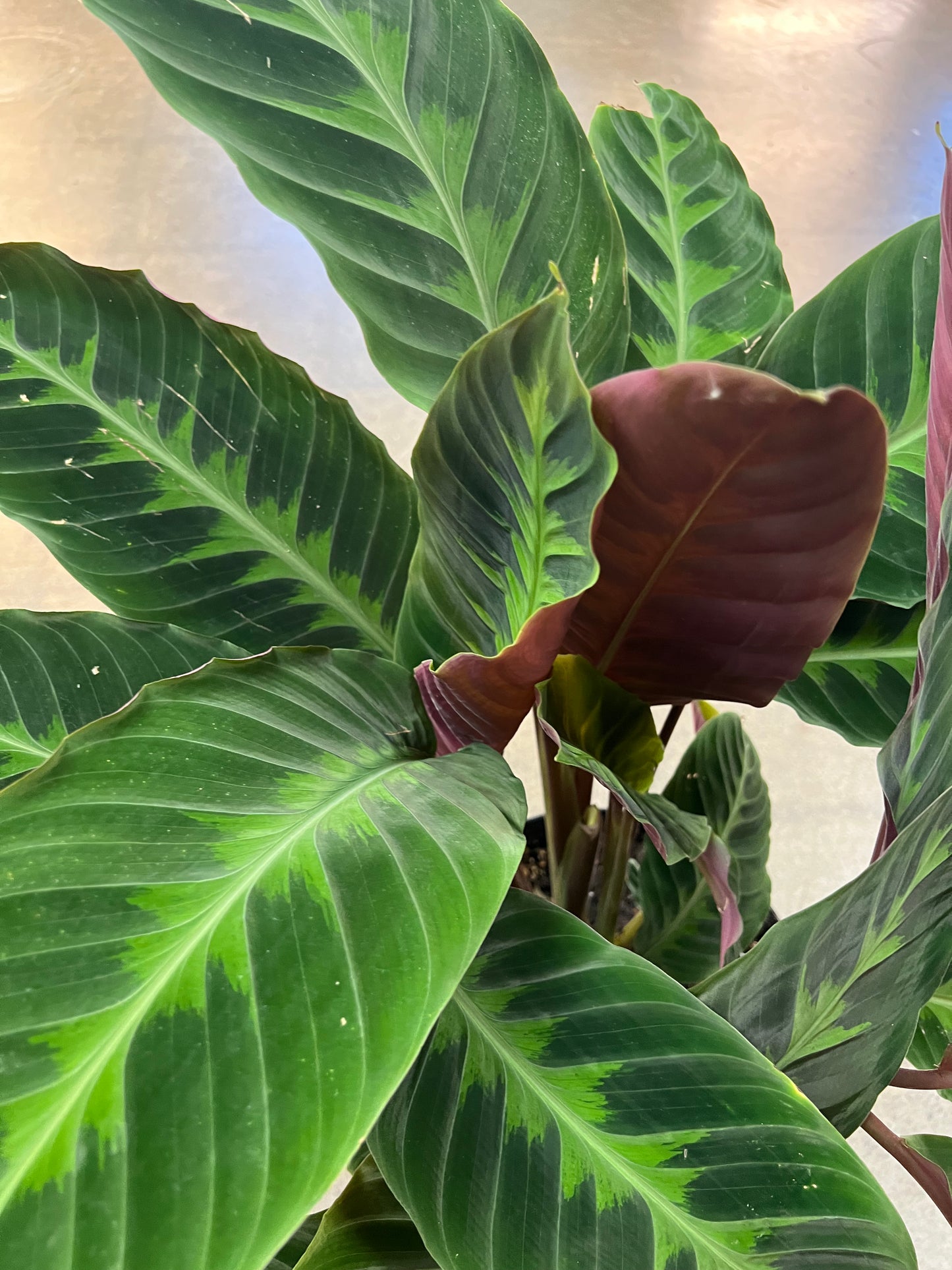 Calathea Warscewiczii