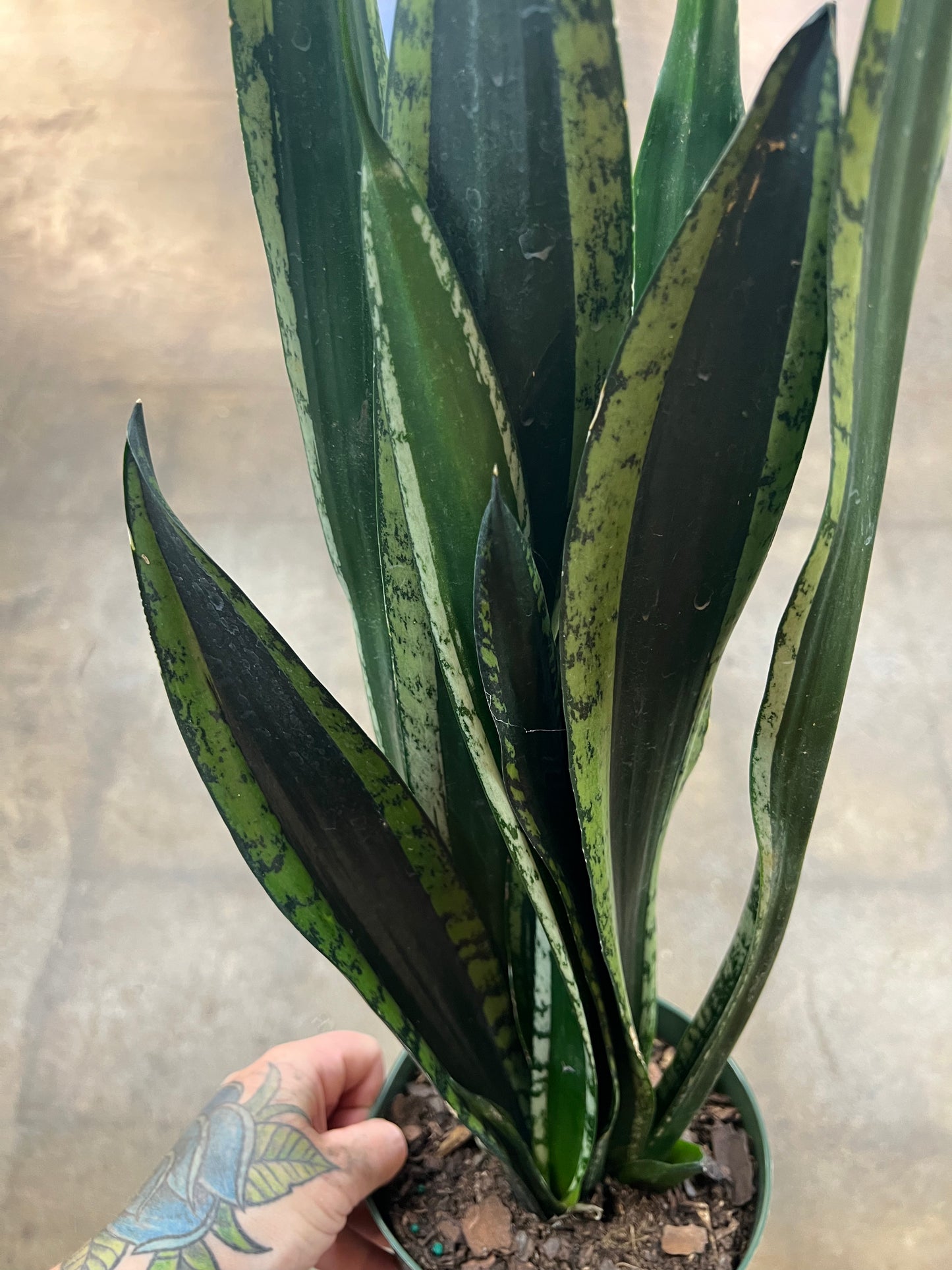 Sansevière Silver Flame