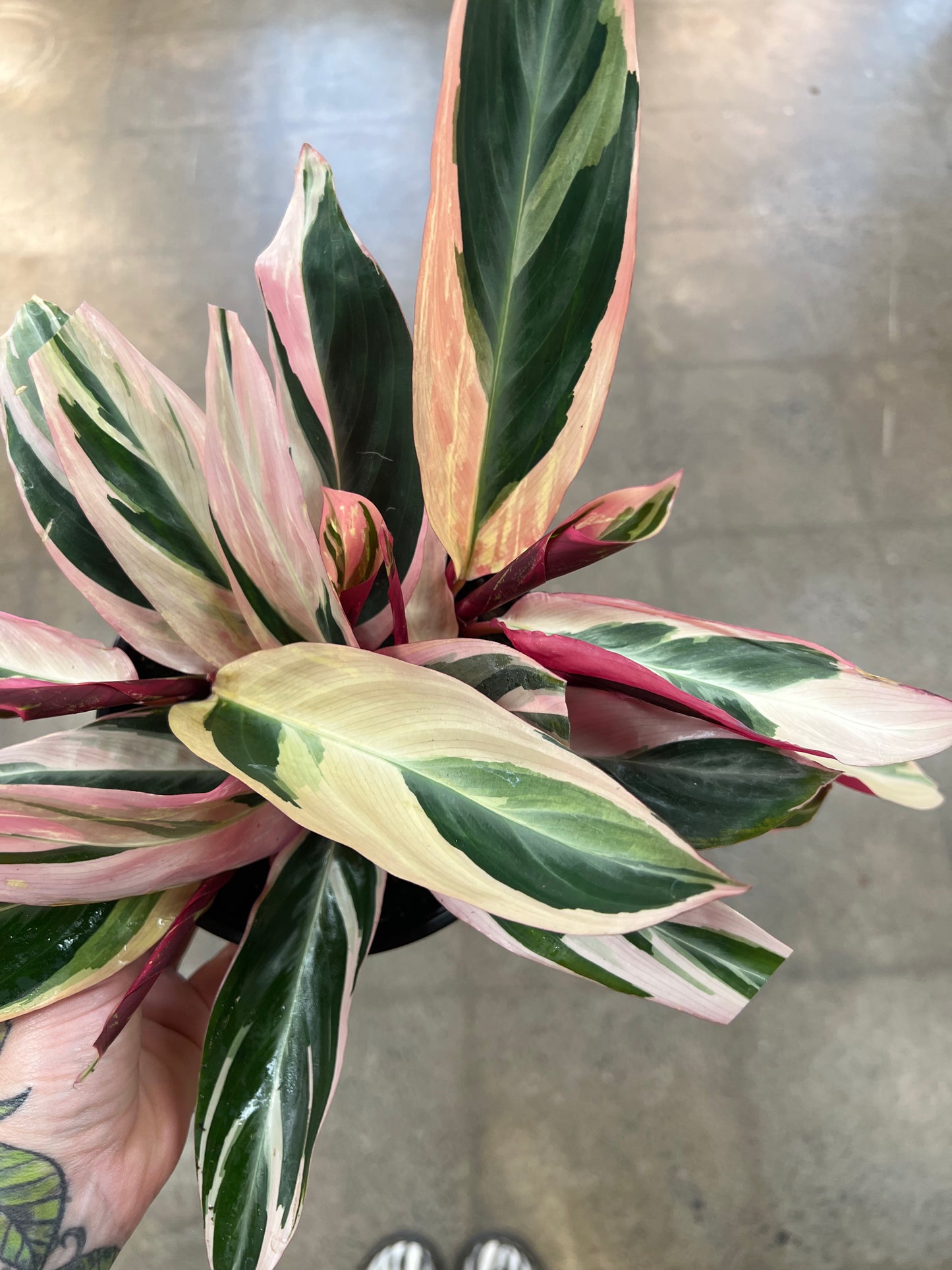 Stromanthe Triostar