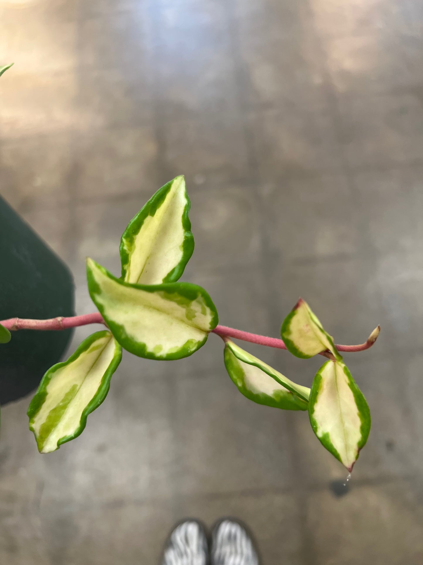 Hoya Carnosa Tricolor