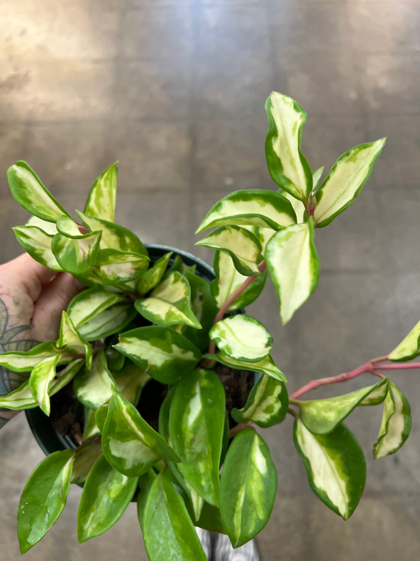 Hoya Carnosa Tricolor