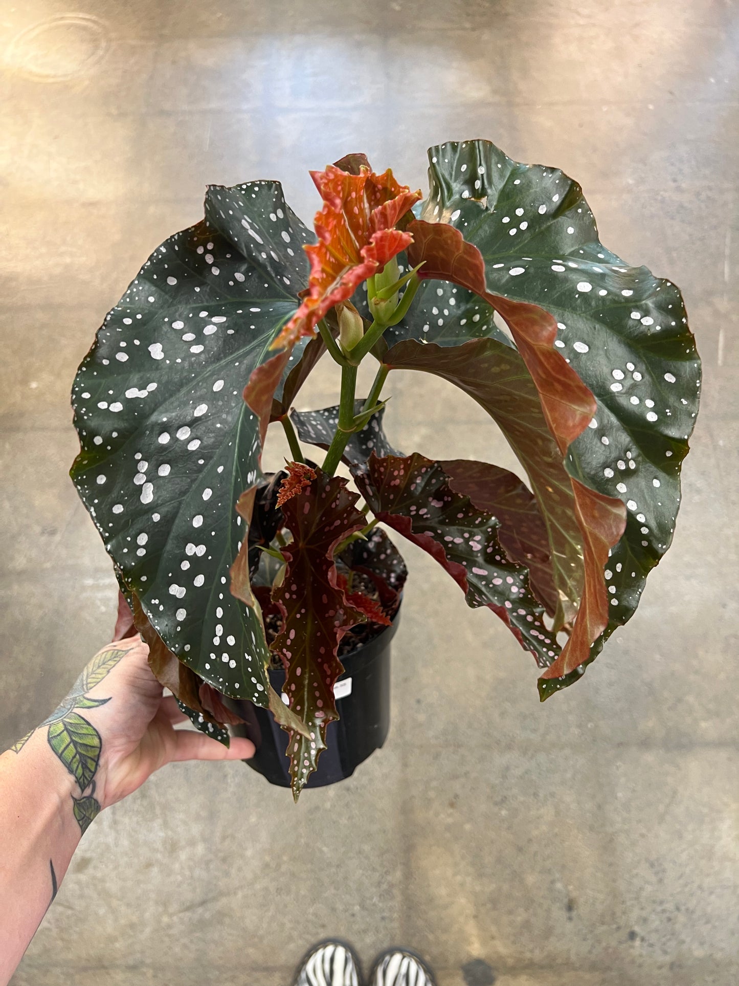 Bégonia Cracklin Rosie